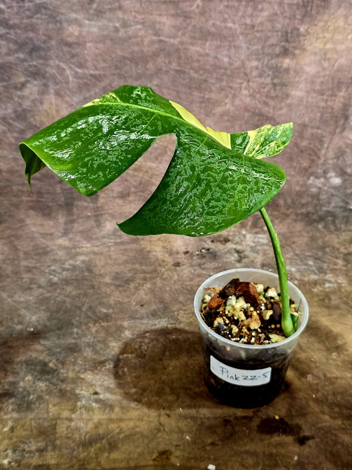 Monstera Borsigiana Aurea Variegated - Rare Exact Plant - (Aug-5-30)