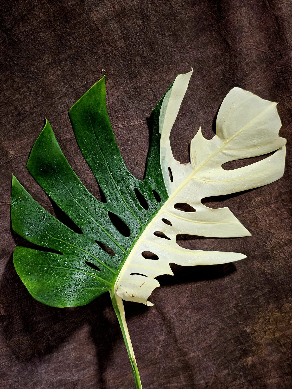 Variegated Monstera Albo - Half moon Leaf Plant - US Seller (Aug-5-32)