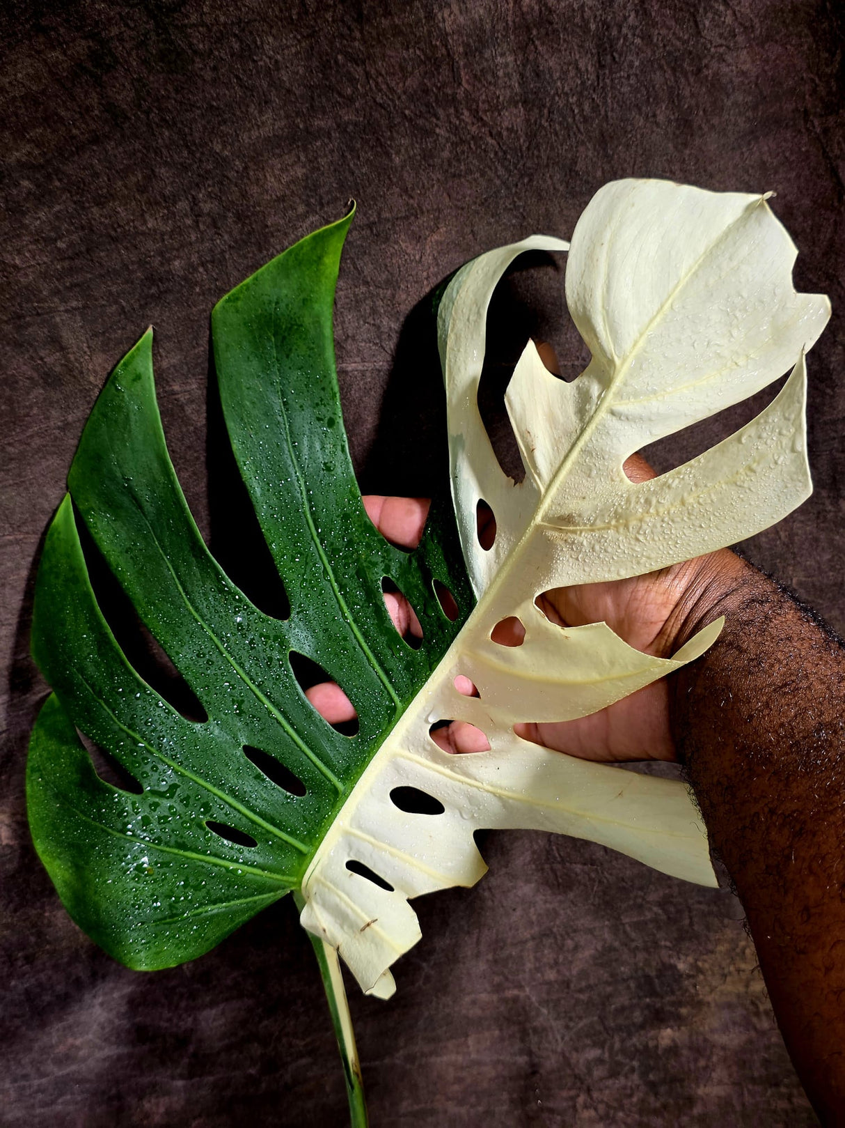 Variegated Monstera Albo - Half moon Leaf Plant - US Seller (Aug-5-32)
