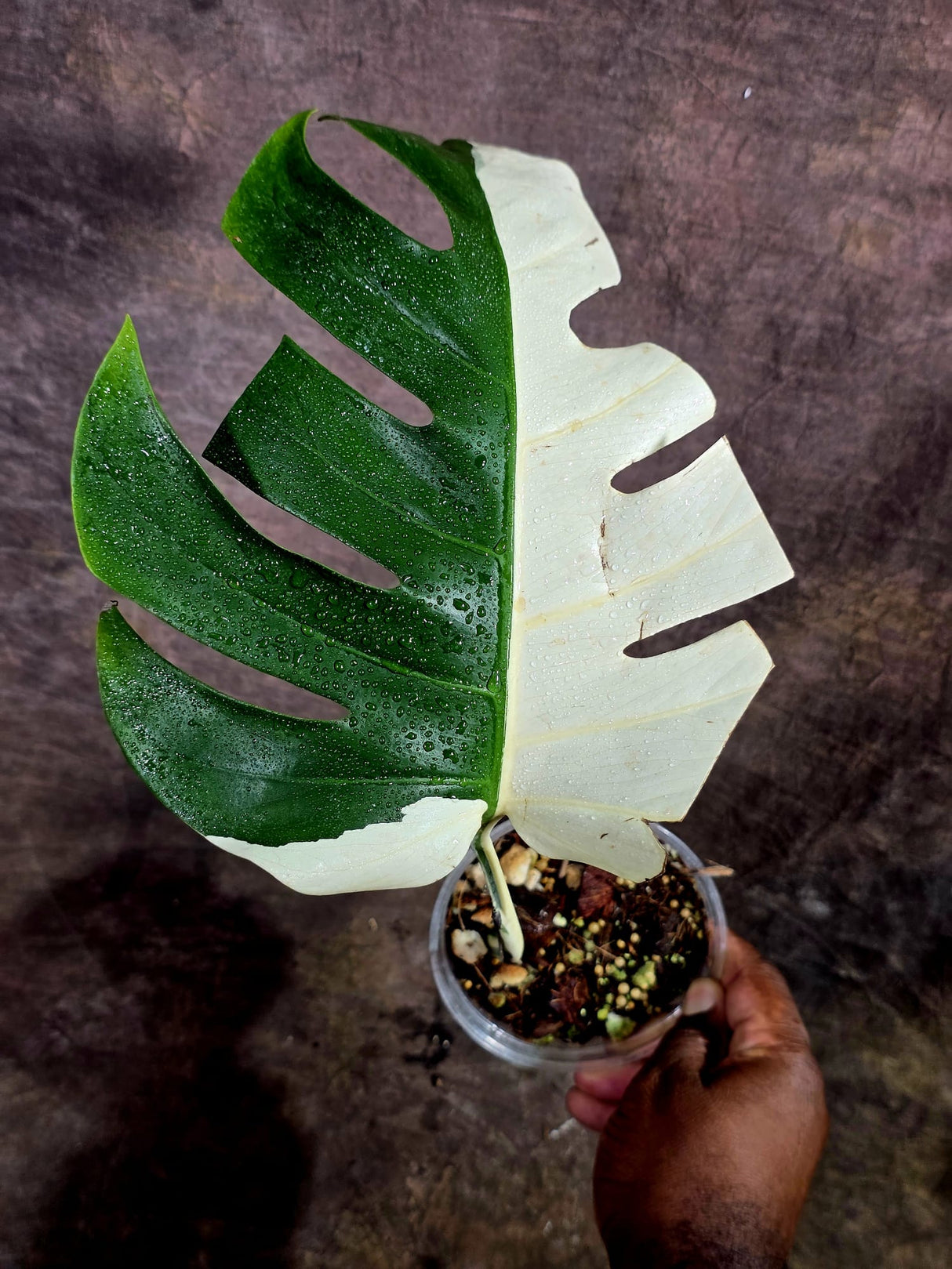 Variegated Monstera Albo - Half moon Leaf Plant - US Seller (Aug-5-33)