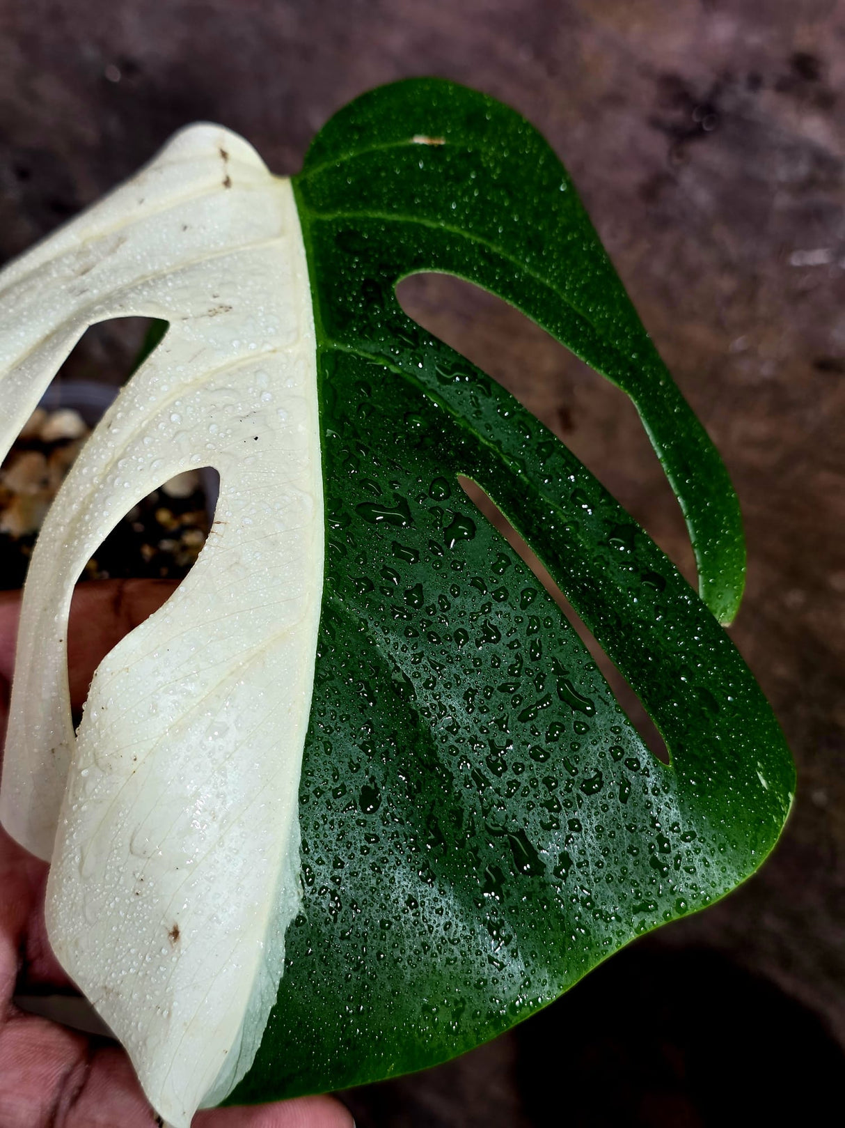 Variegated Monstera Albo - Half moon Leaf Plant - US Seller (Aug-5-34)