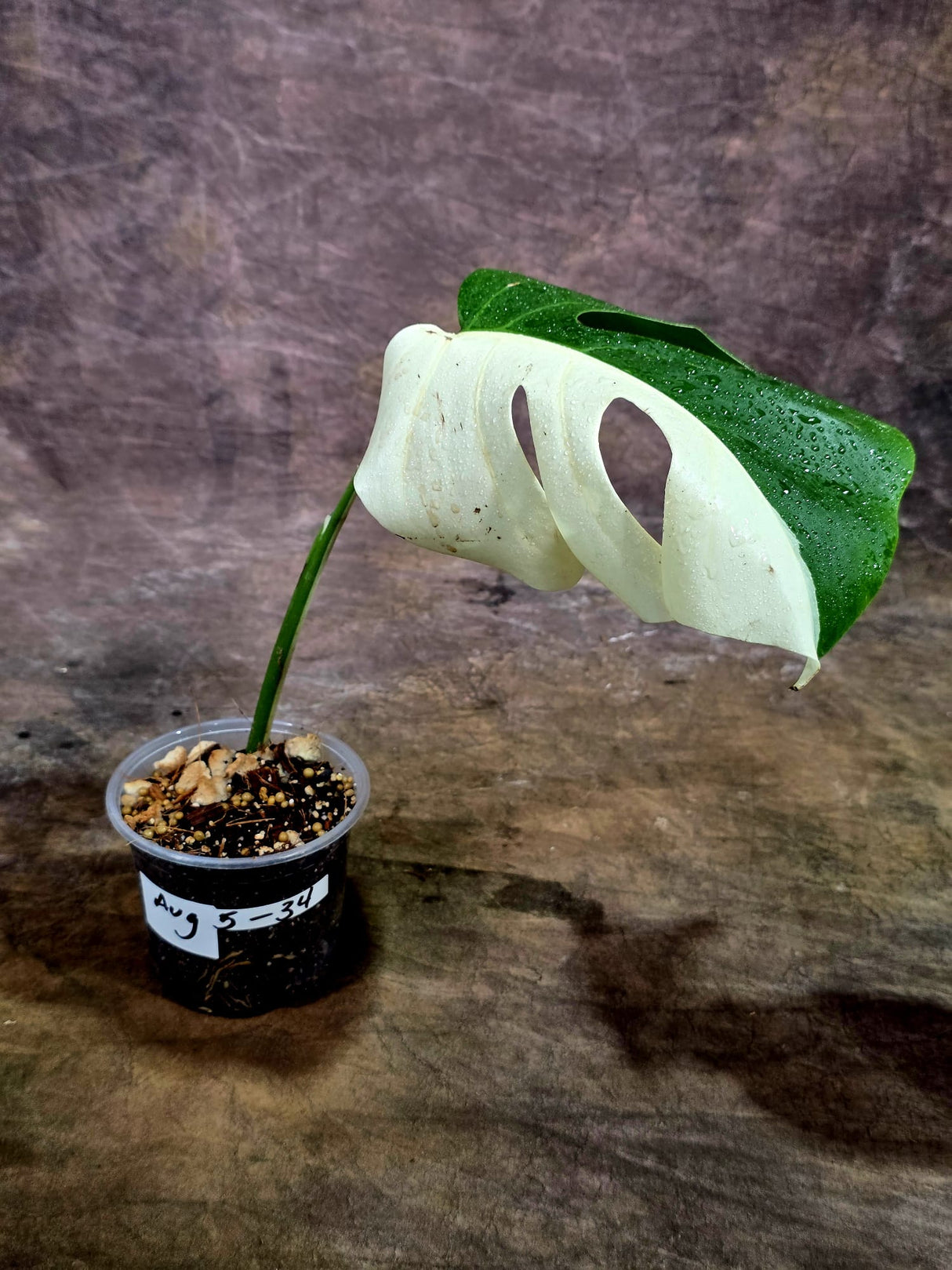 Variegated Monstera Albo - Half moon Leaf Plant - US Seller (Aug-5-34)