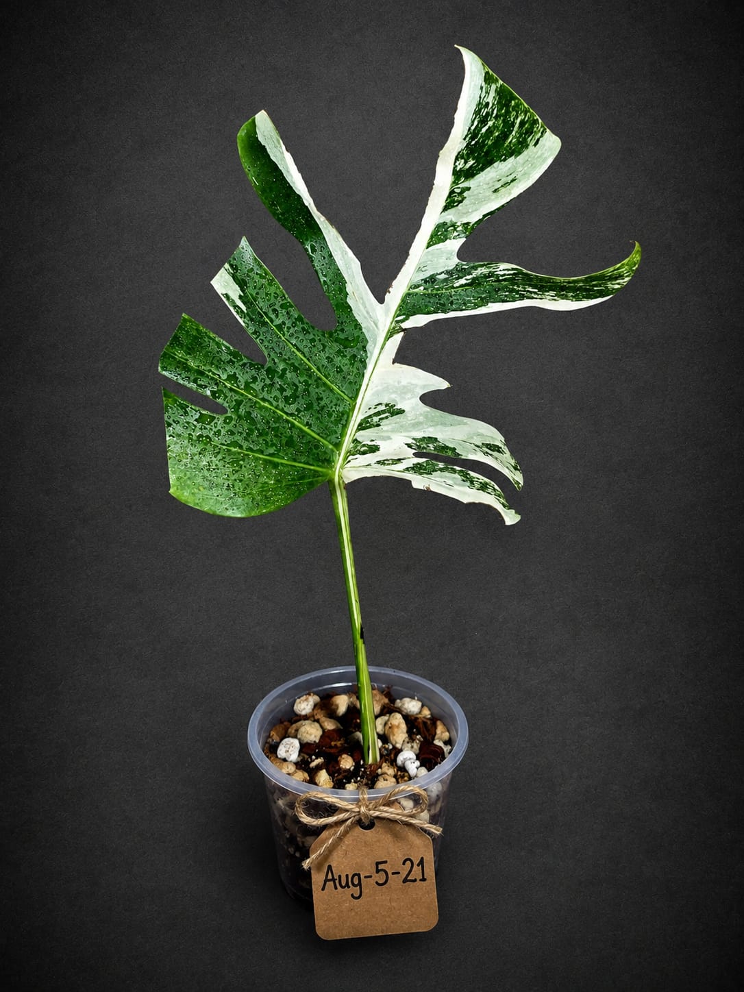 Rare Monstera Albo Borsigiana – Single Leaf – EXACT Plant (Aug-5-21)