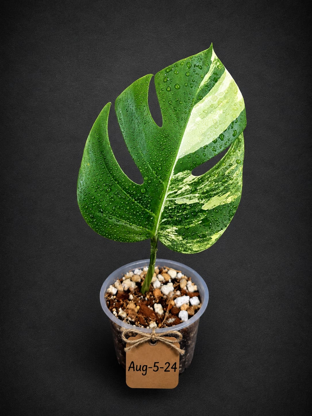 Monstera Borsigiana Aurea Variegated - Rare Exact Plant - (Aug-5-24)