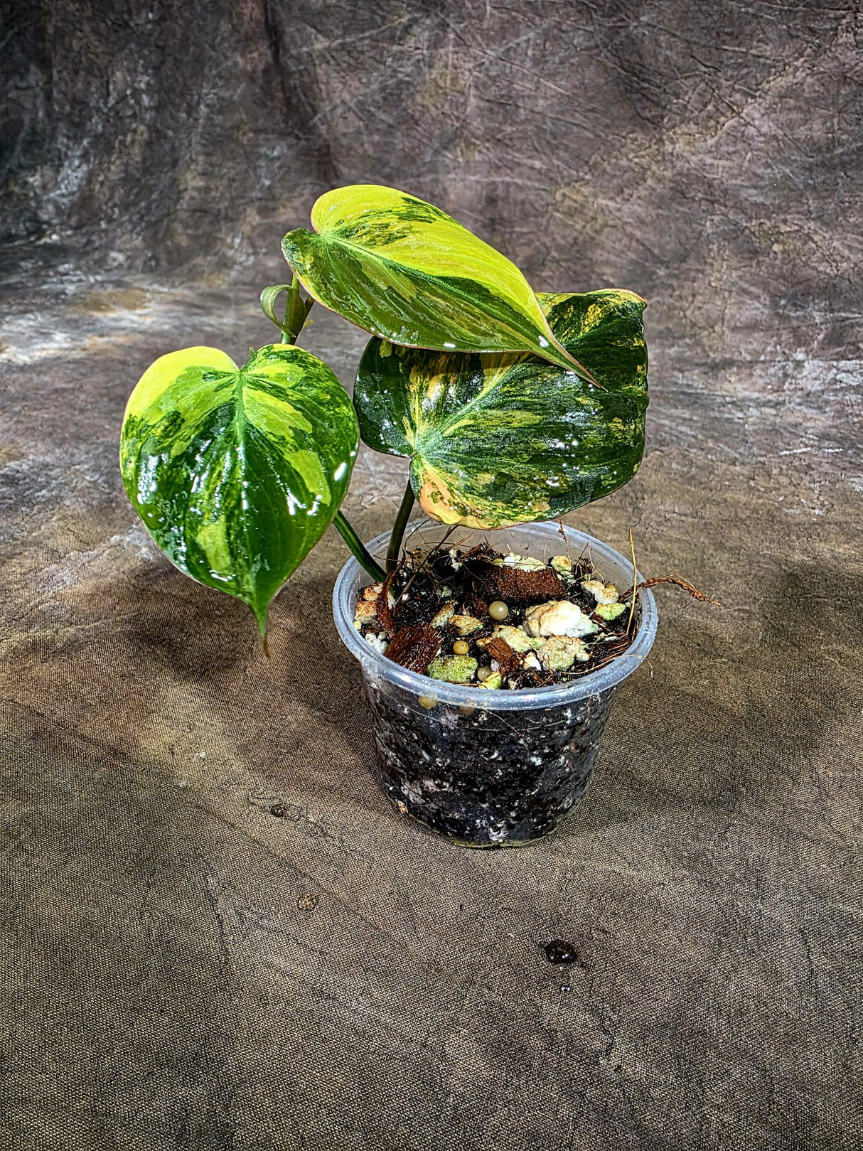 Variegated Philodendron Mican Aurea - Rare Collector Plant - (Aug-7-4)