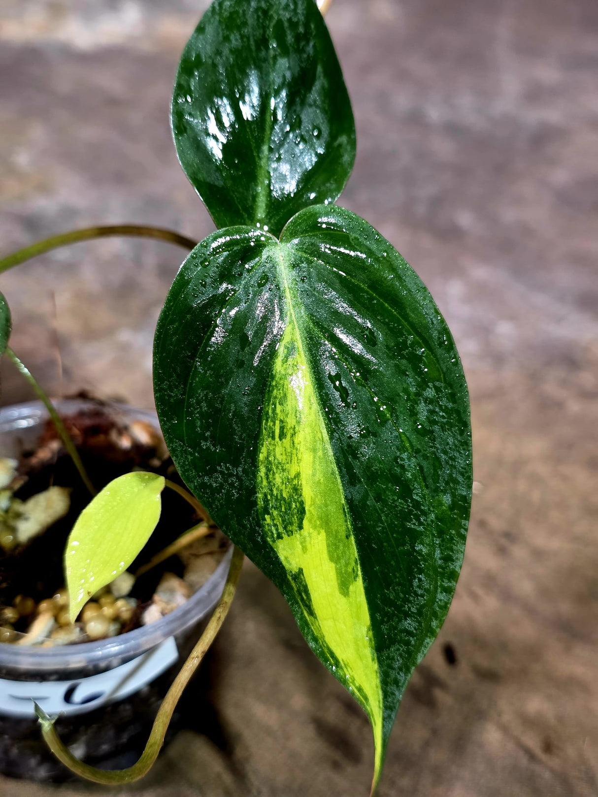 Variegated Philodendron Mican Aurea - Rare Collector Plant - (Aug-7-6)