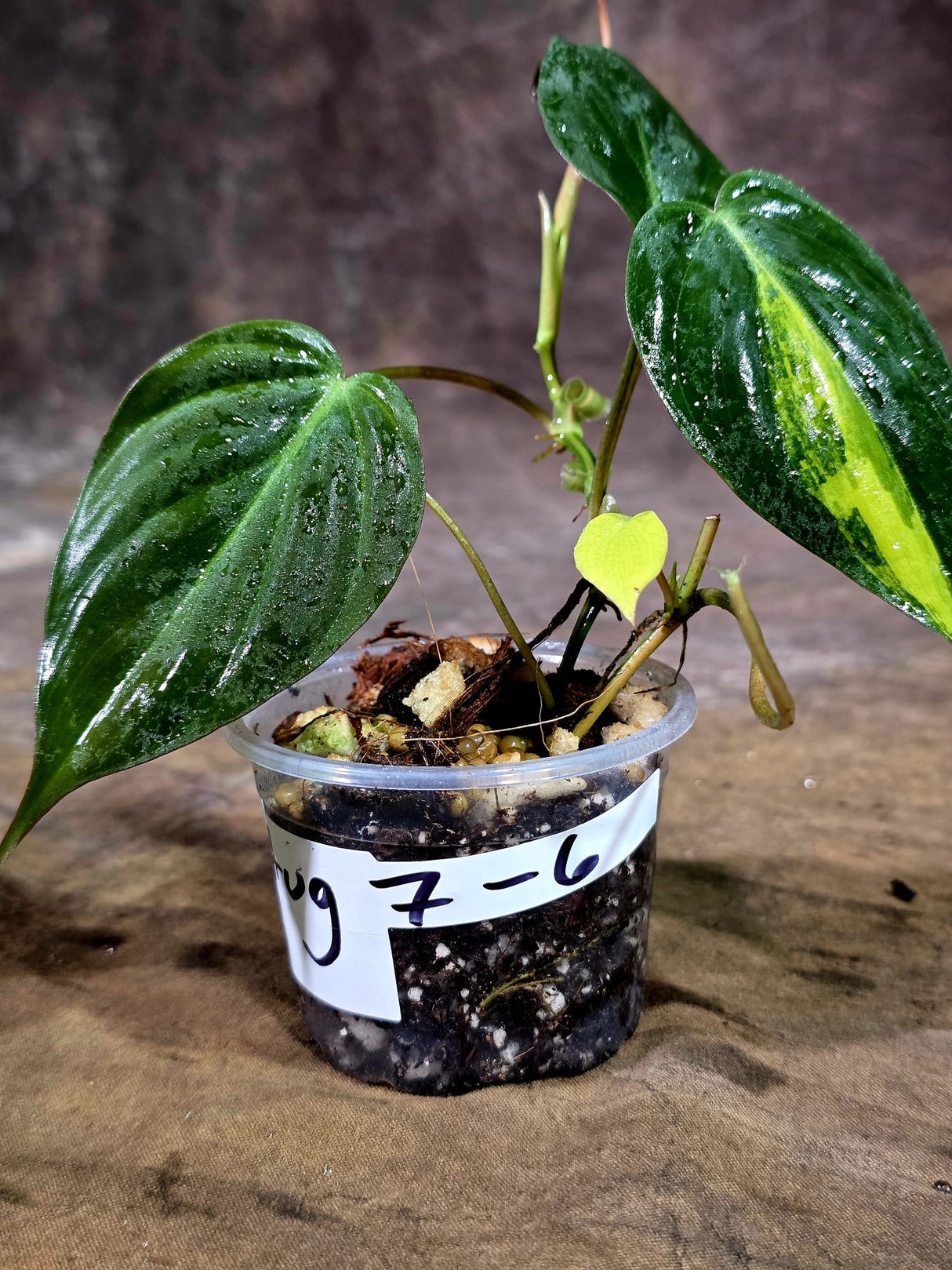 Variegated Philodendron Mican Aurea - Rare Collector Plant - (Aug-7-6)