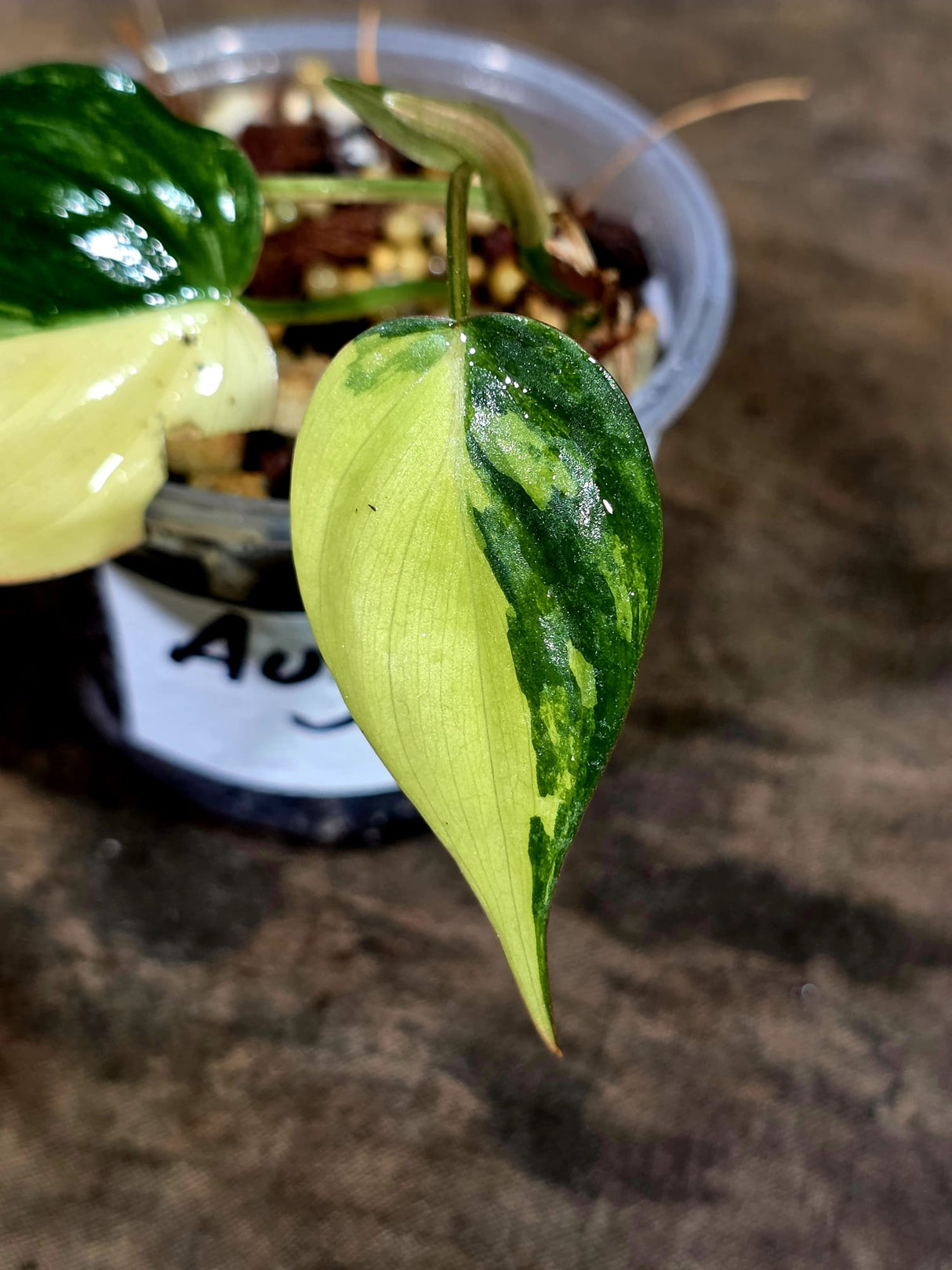 Variegated Philodendron Mican Aurea - Rare Collector Plant - (Aug-7-11)
