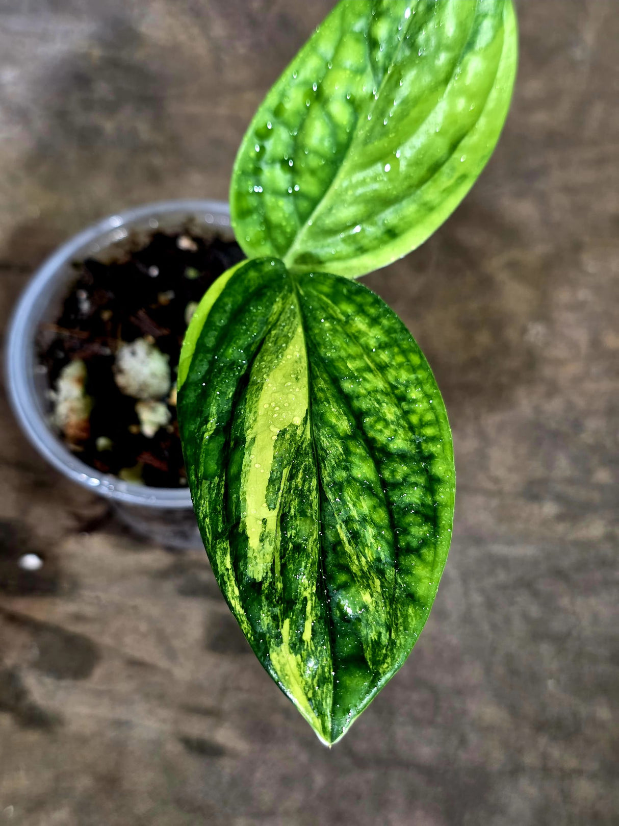 Variegated Monstera Peru - Rare Exact Plant - (Aug-7-9)
