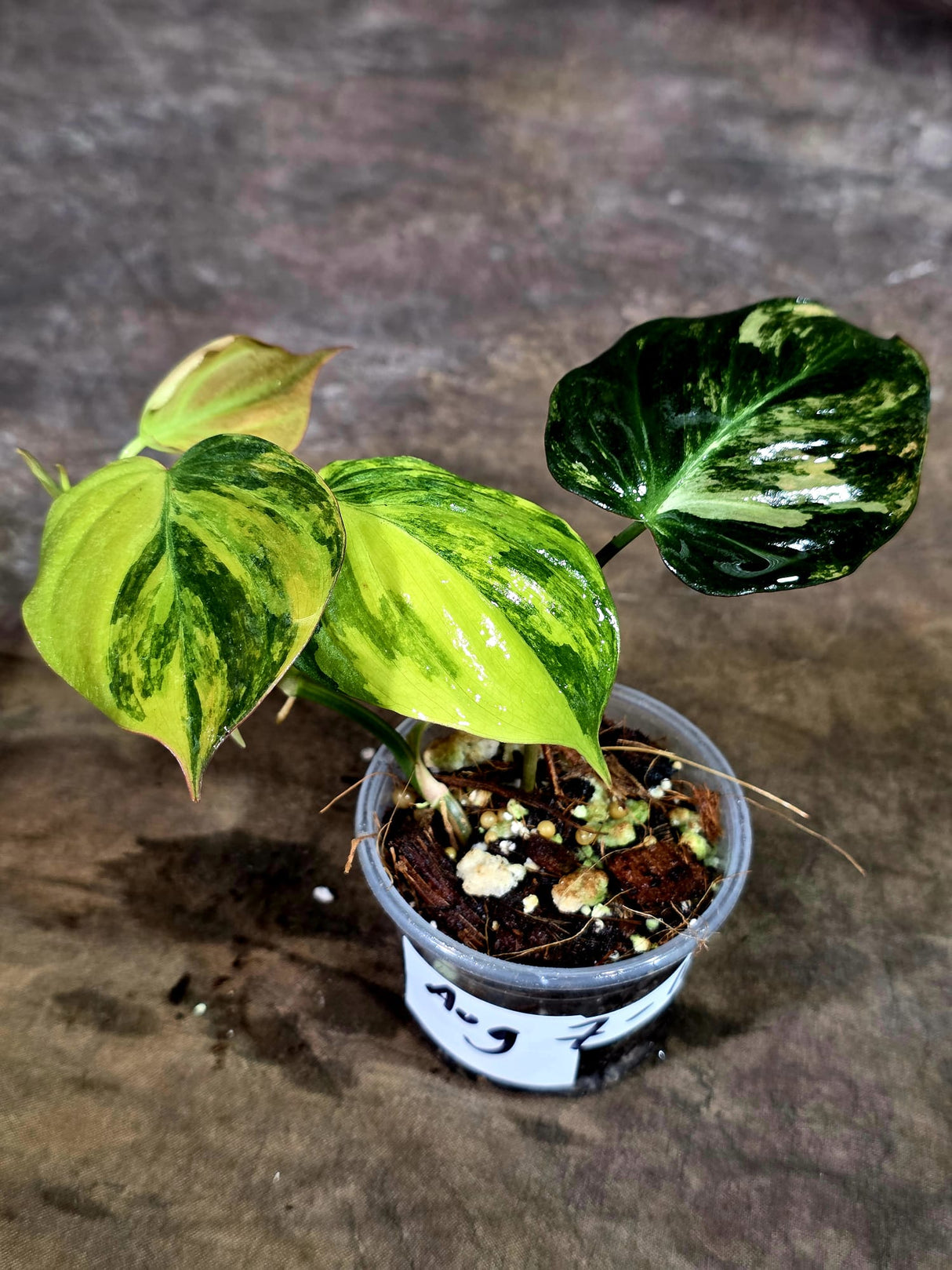 Variegated Philodendron Mican Aurea - Rare Collector Plant - (Aug-7-10)