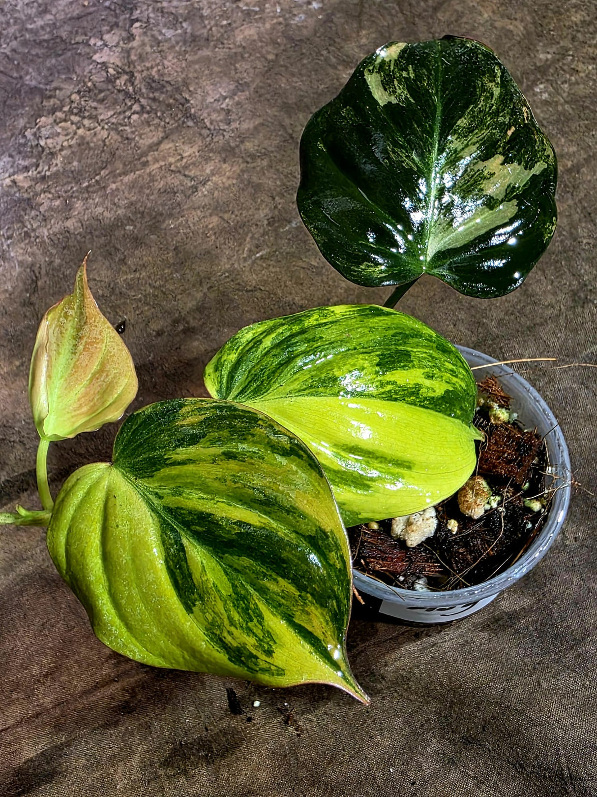 Variegated Philodendron Mican Aurea - Rare Collector Plant - (Aug-7-10)