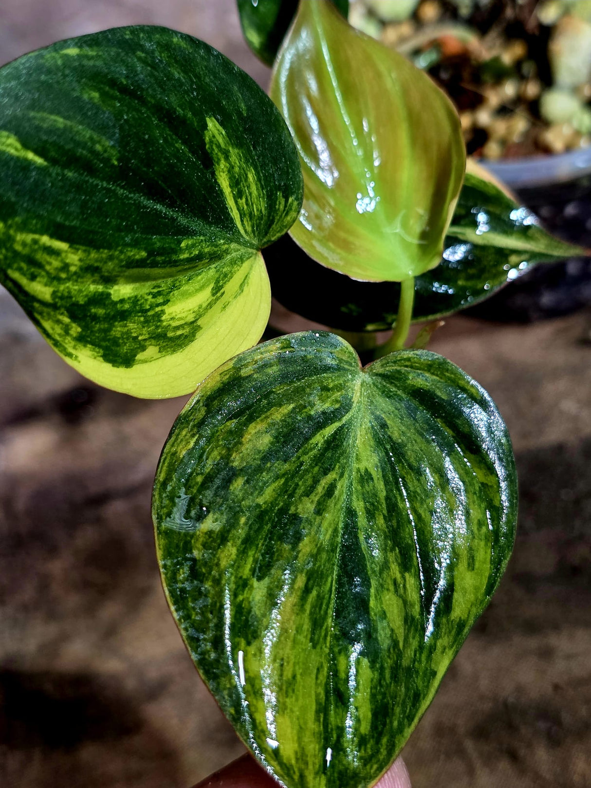 Variegated Philodendron Mican Aurea - Rare Collector Plant - (Aug-7-13)