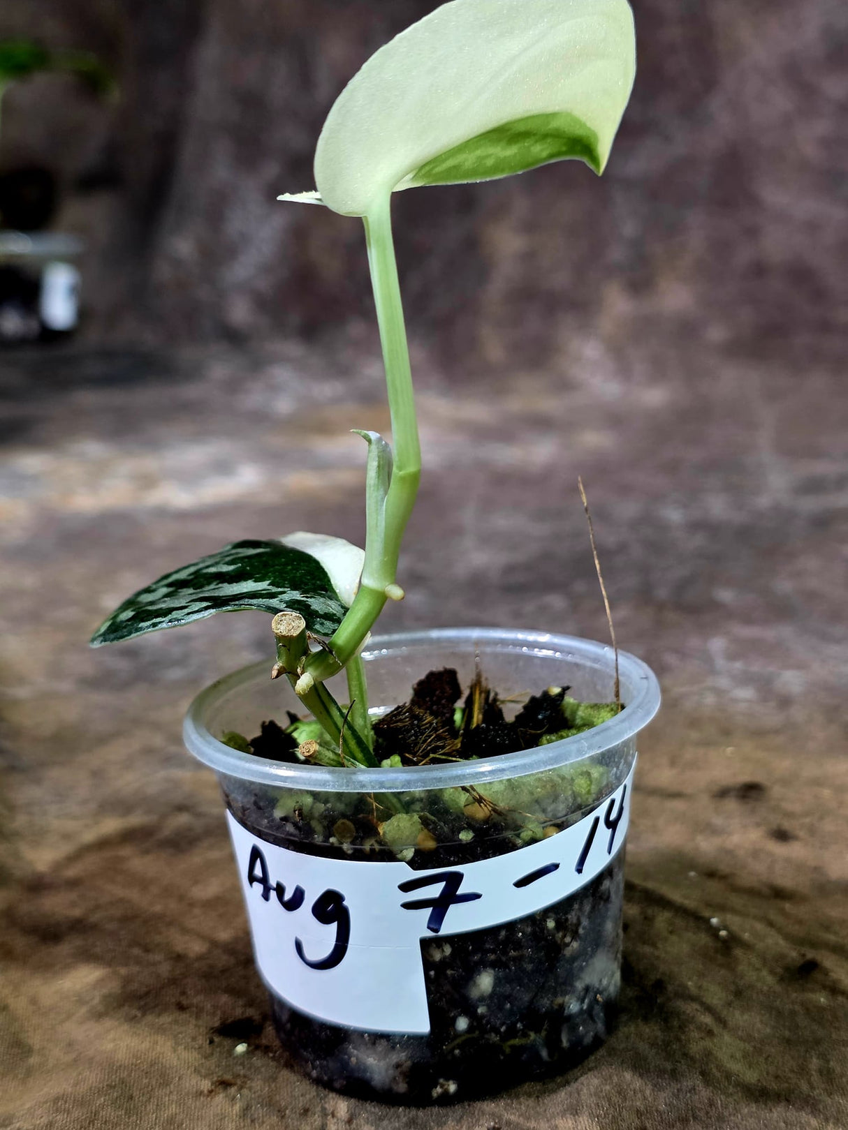 Variegated Scindapsus Mayari Plant - (Aug-7-14)
