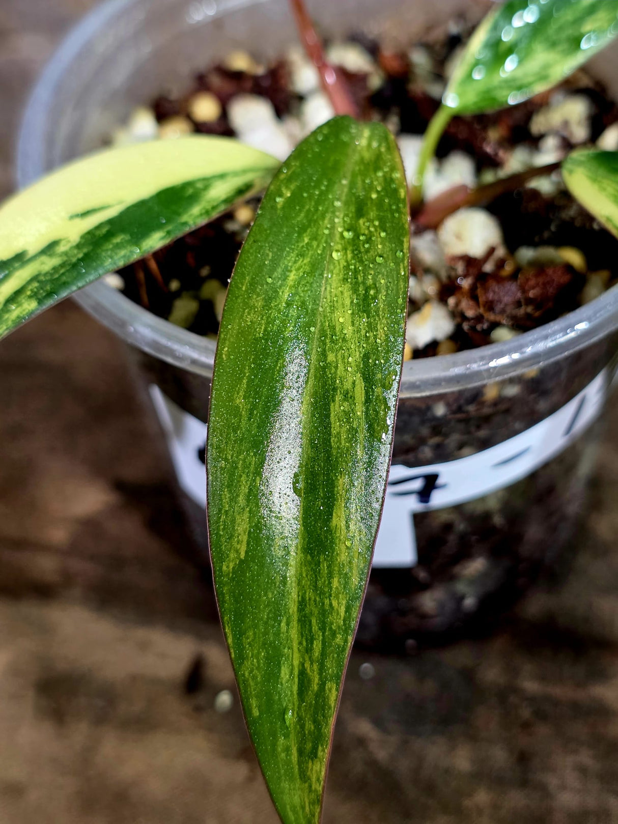 Variegated Philodendron Strawberry Shake Live Plant (Aug-7-15)