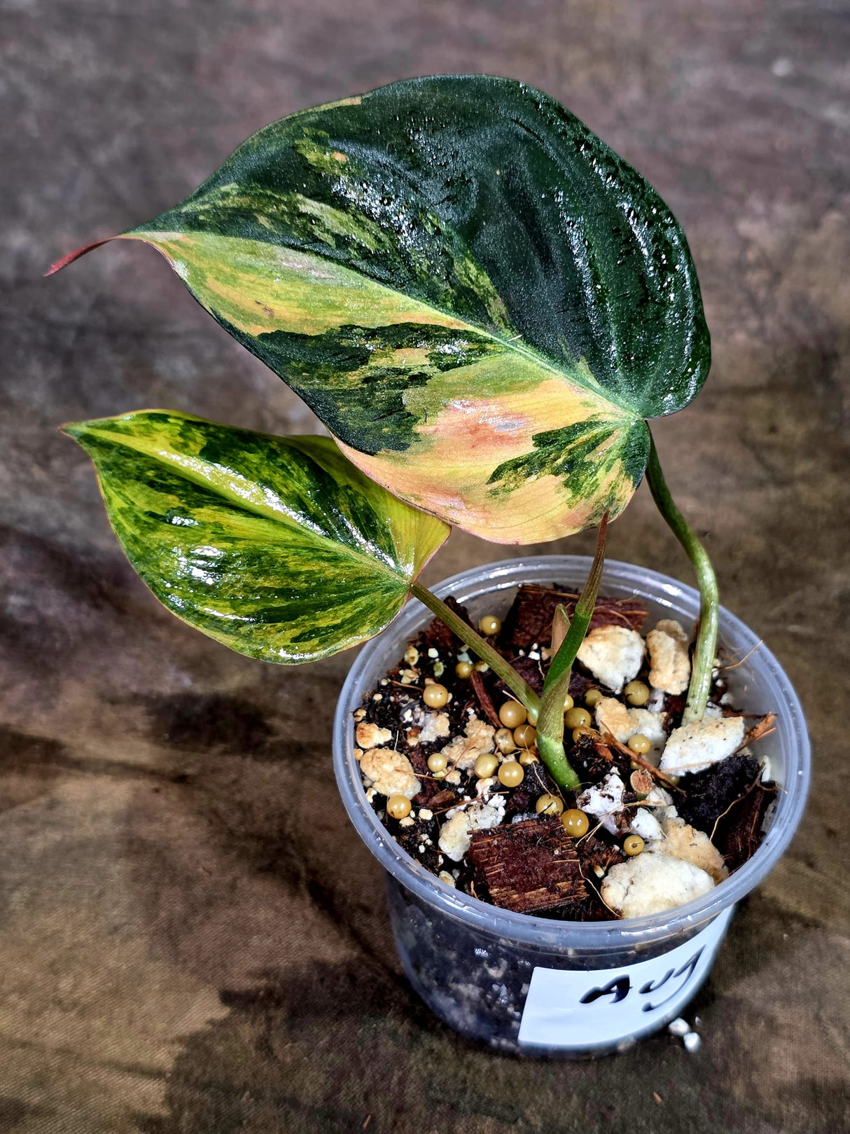 Variegated Philodendron Mican Aurea - Rare Collector Plant - (Aug-7-20)