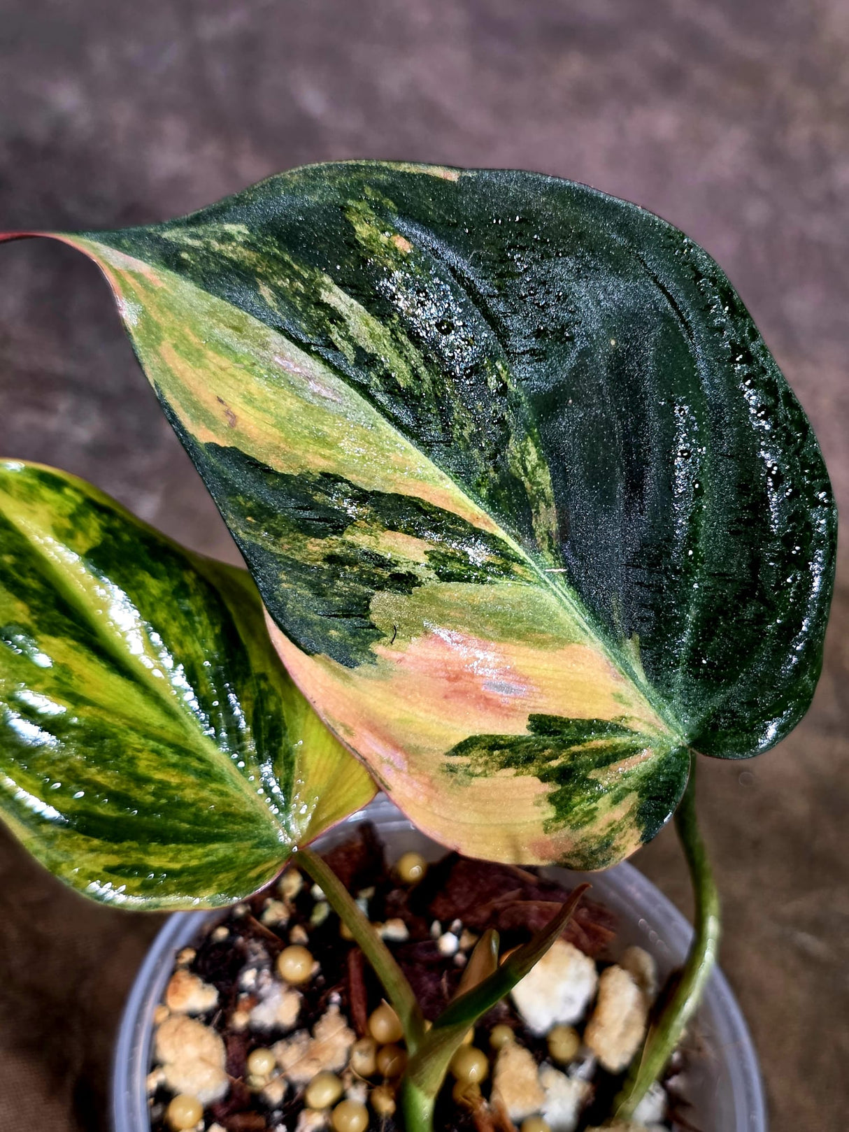 Variegated Philodendron Mican Aurea - Rare Collector Plant - (Aug-7-20)