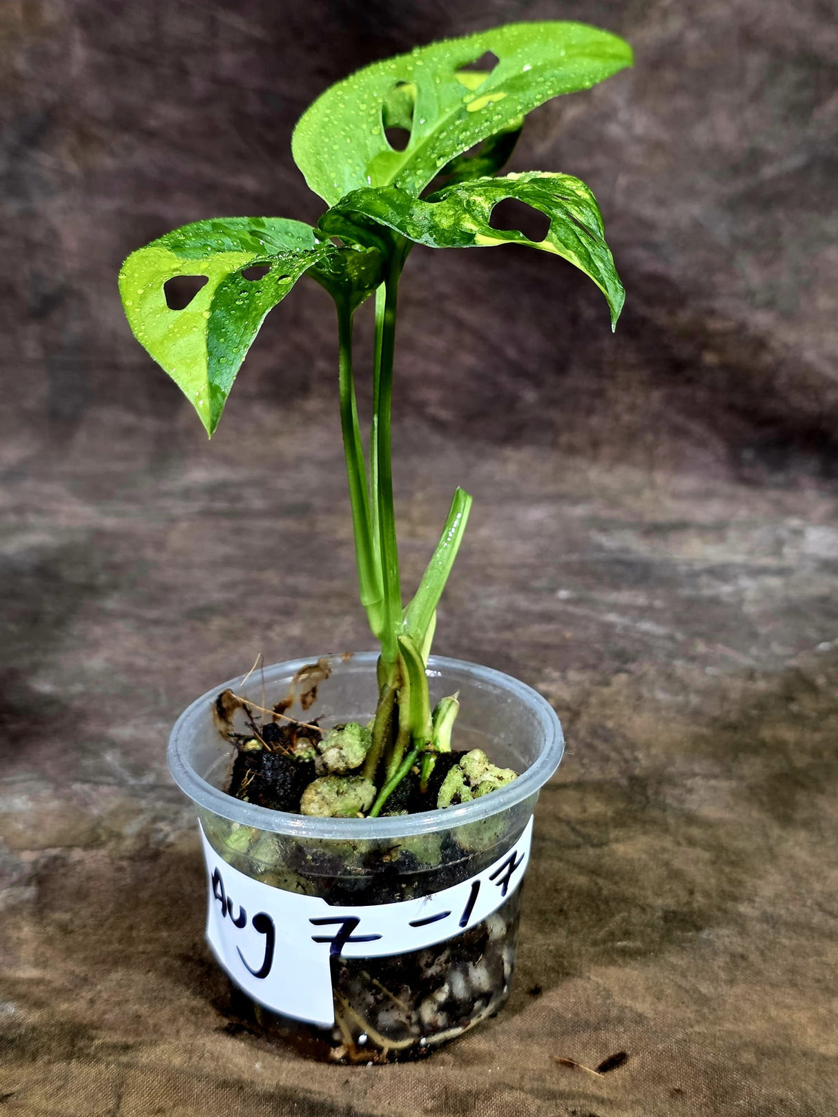 Monstera Adansonii Aurea Variegated - Exact Plant - (Aug-7-17)