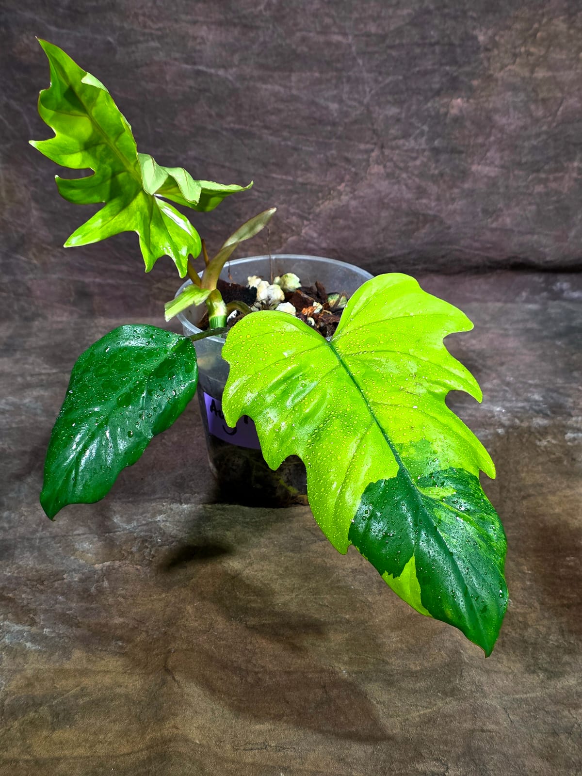 Philodendron Radiatum Variegated - EXACT Plant (Aug-14-1)