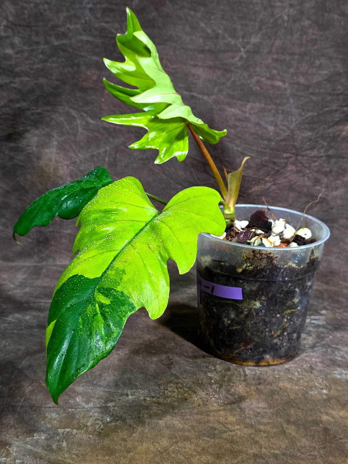 Philodendron Radiatum Variegated - EXACT Plant (Aug-14-1)