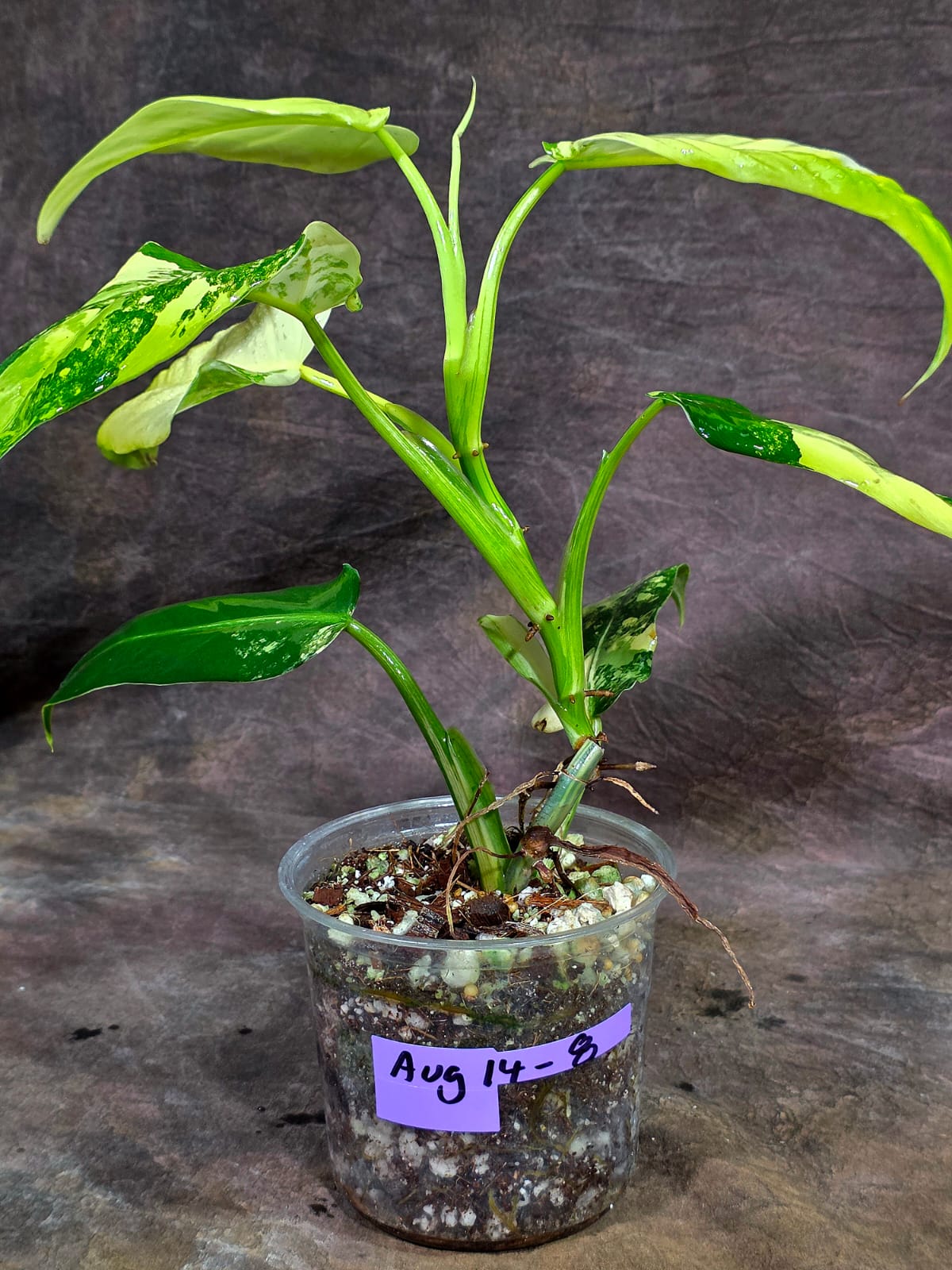 Philodendron Domesticum Variegated Plant - EXACT Plant- (Aug-14-8)