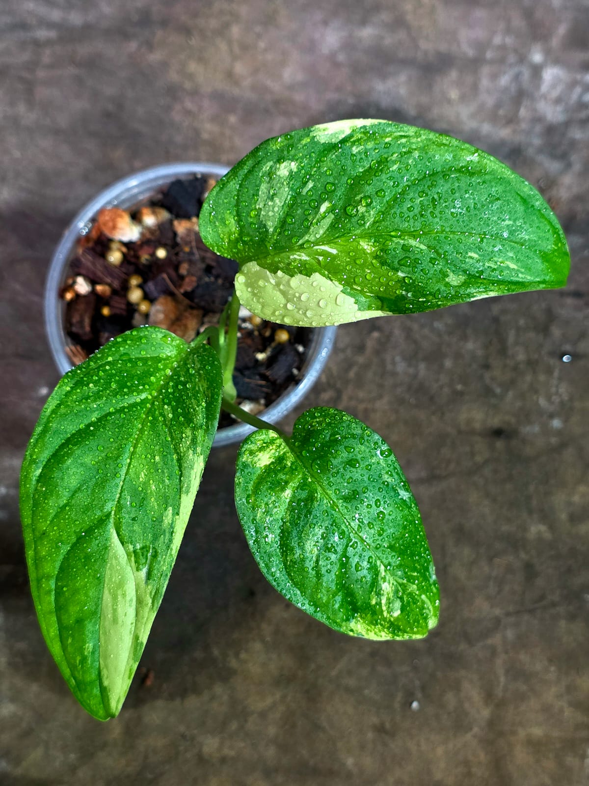 Obliqua Mayuna - Rare Tropical Collectors Plant (Aug-14-20)