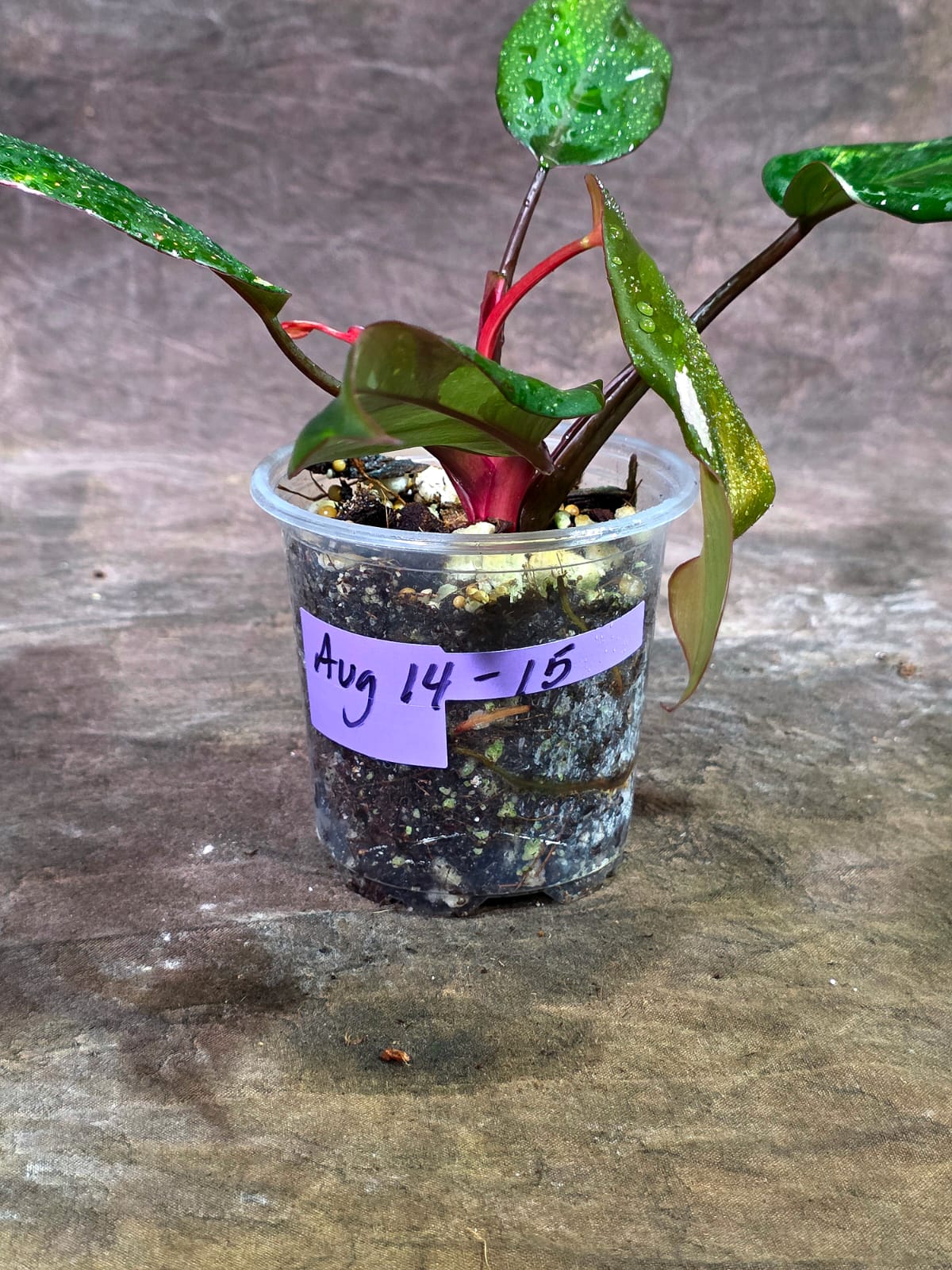Variegated Philodendron Red Anderson - Rare Tricolor (Aug-14-15)