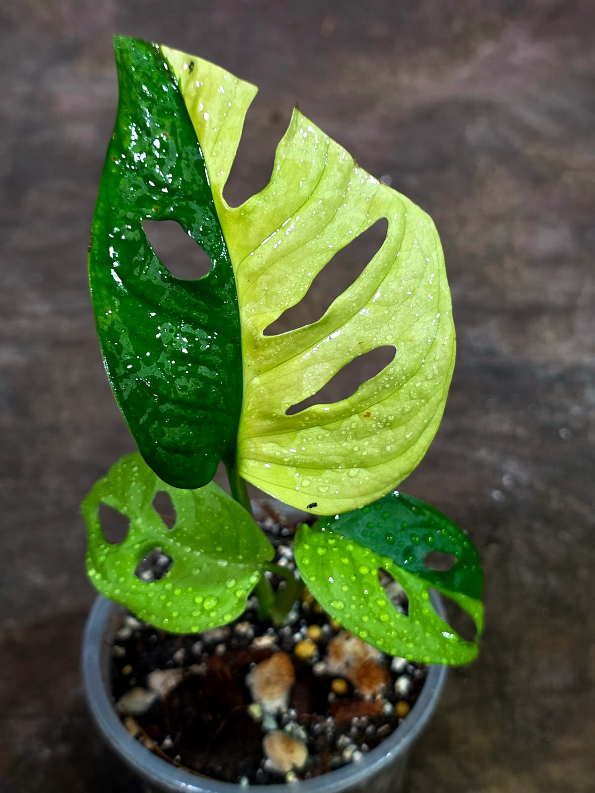 Variegated Monstera Adansonii Albo - Exact Plant - (Aug-14-22)