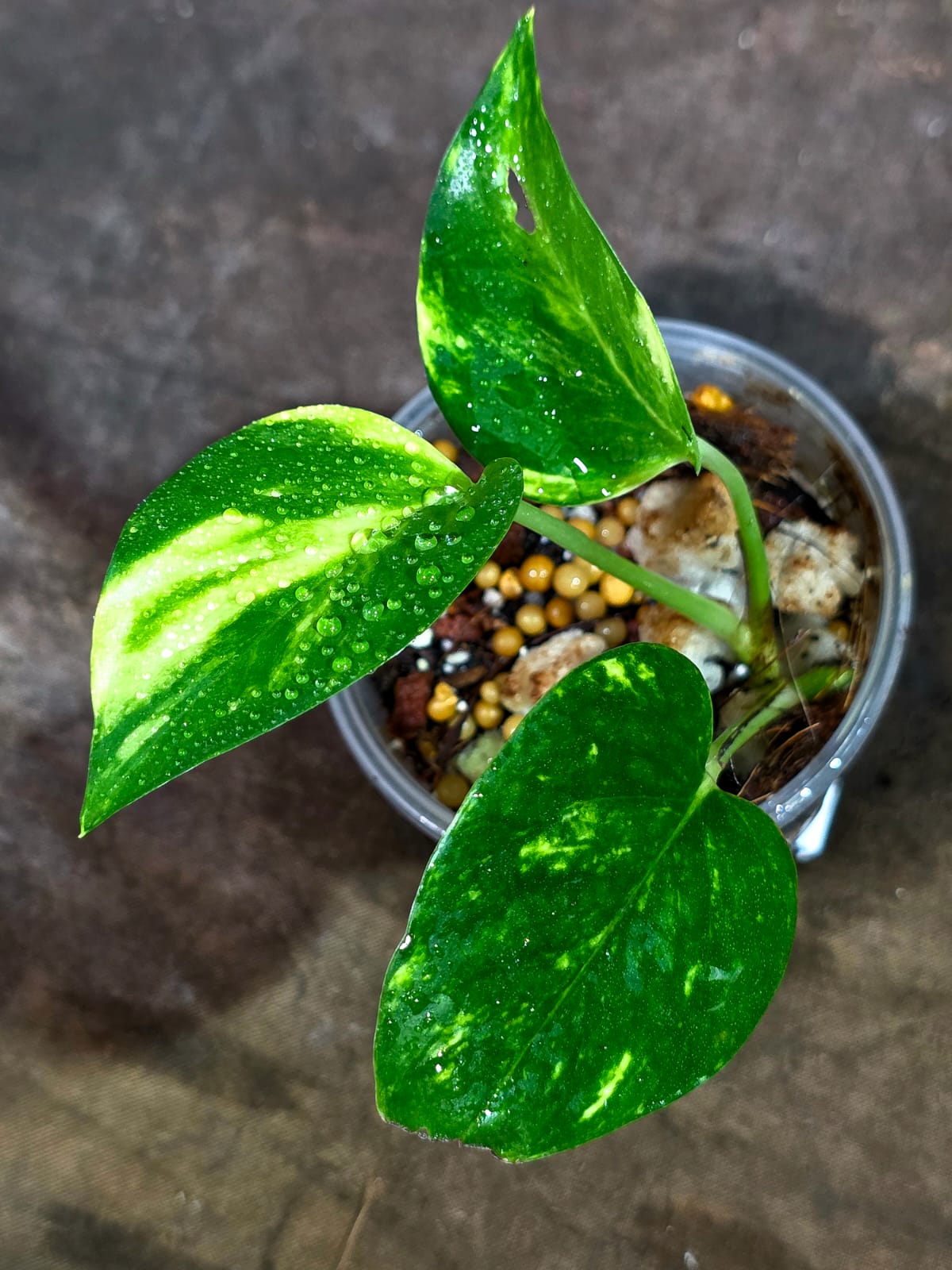 Variegated Golden Flame Epipremnum Pinnatum - Exact Plant - (Aug-14-21)