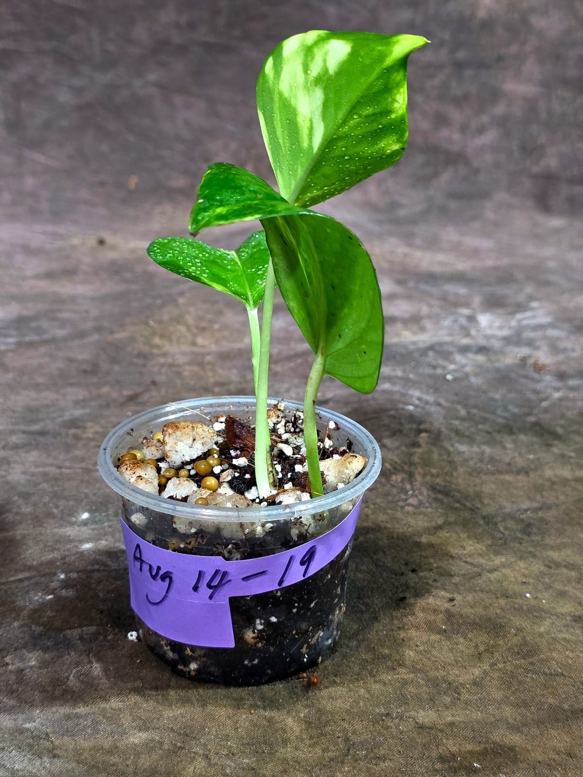 Variegated Golden Flame Epipremnum Pinnatum - Exact Plant - (Aug-14-19)