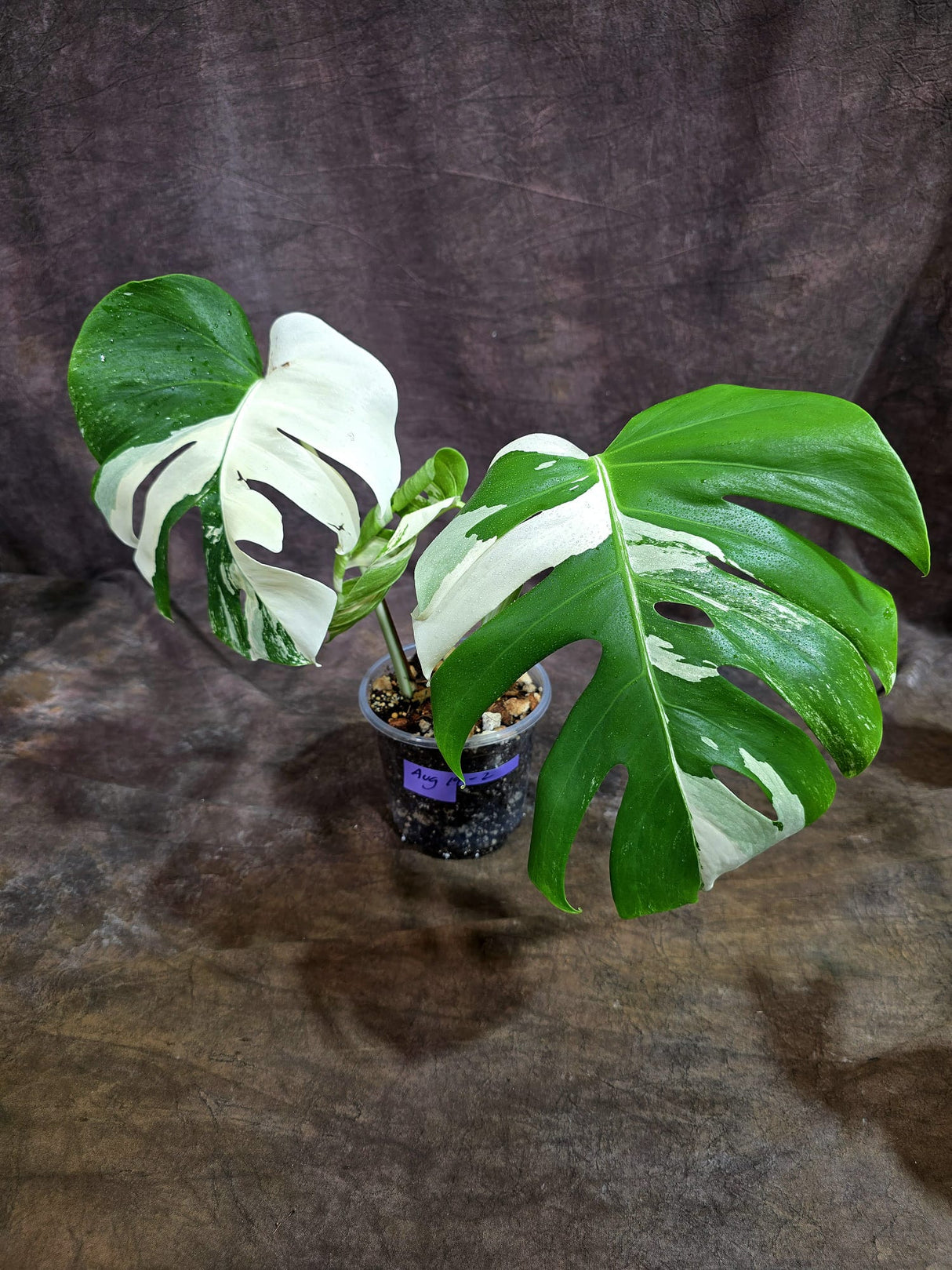 Variegated Monstera Albo - White Albo Borsigiana (Aug-19-2)