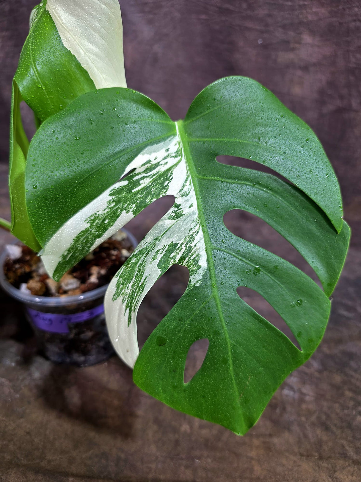Variegated Monstera Albo - White Albo Borsigiana (Aug-19-3)
