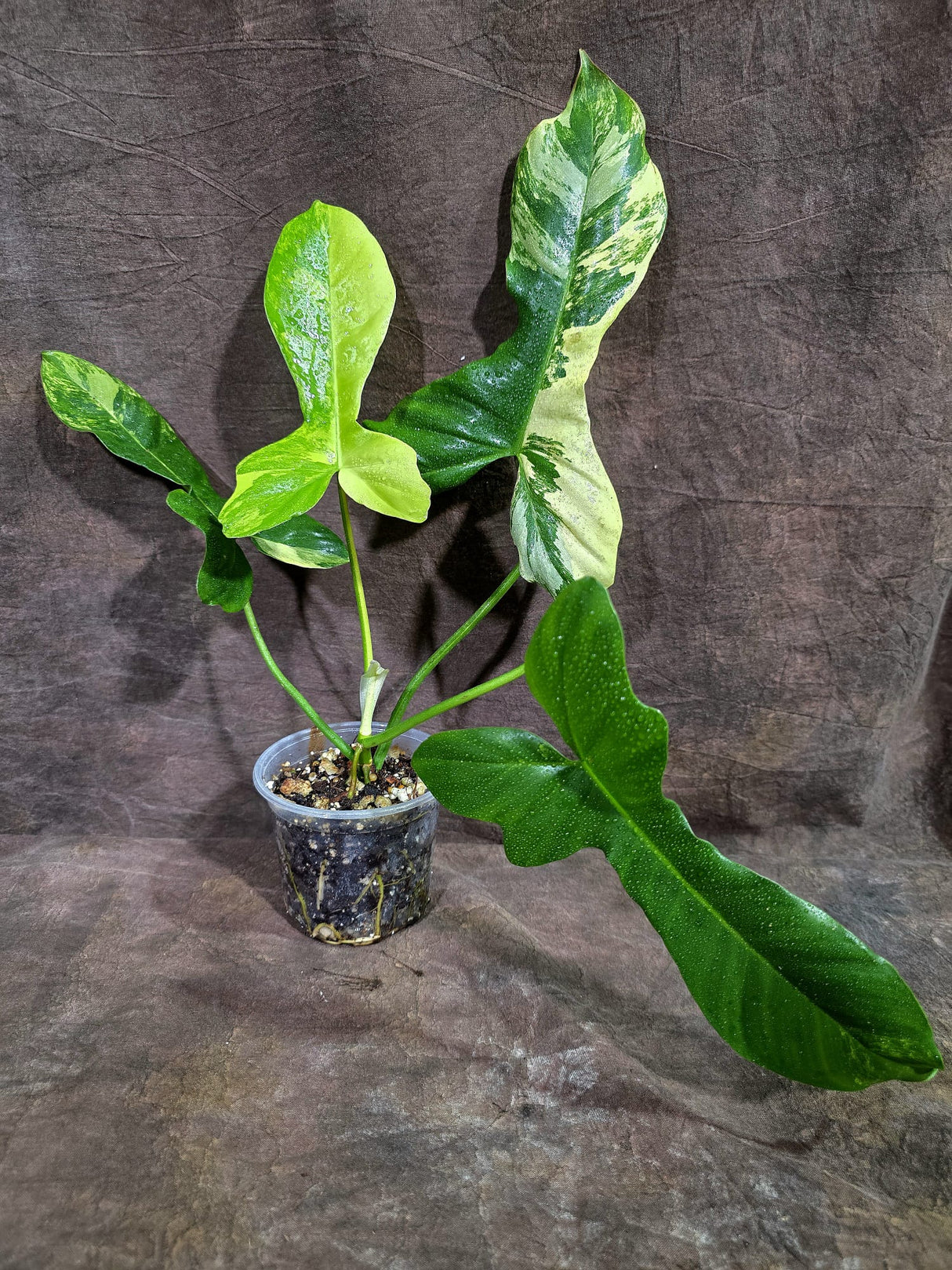 Variegated Philodendron Florida Beauty x Paraiso Verde - (Aug-19-8)