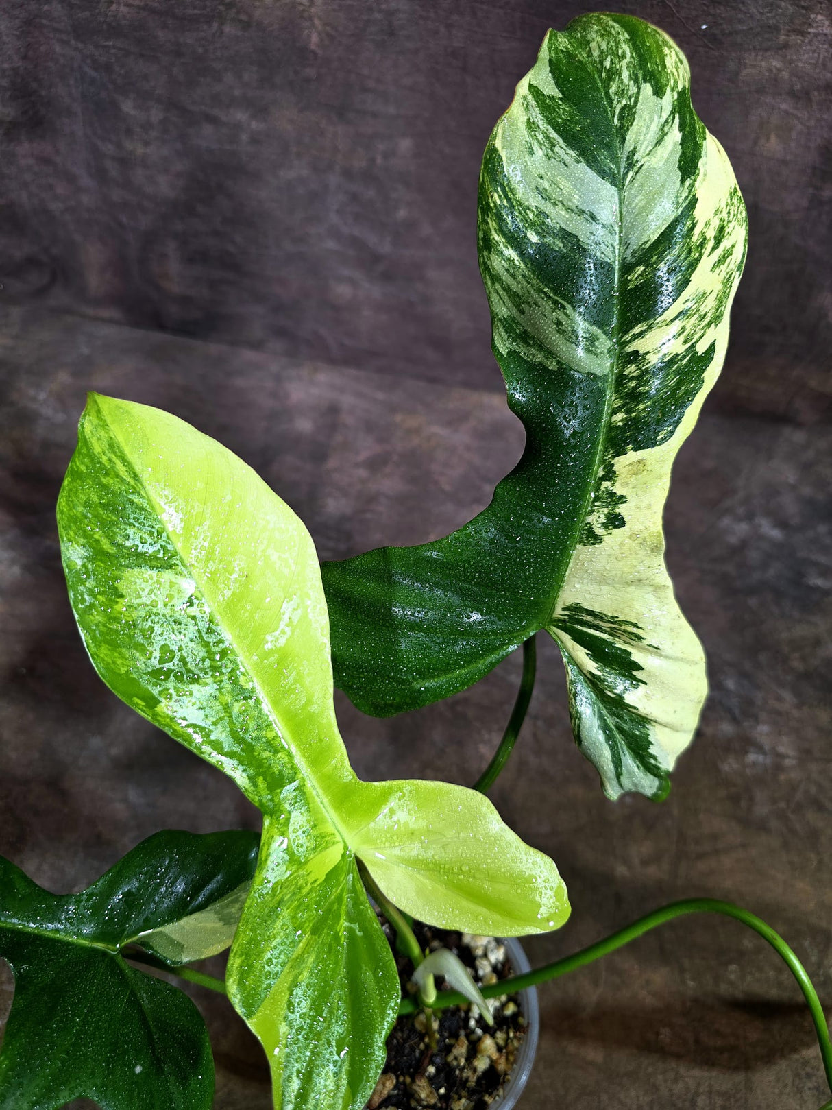 Variegated Philodendron Florida Beauty x Paraiso Verde - (Aug-19-8)