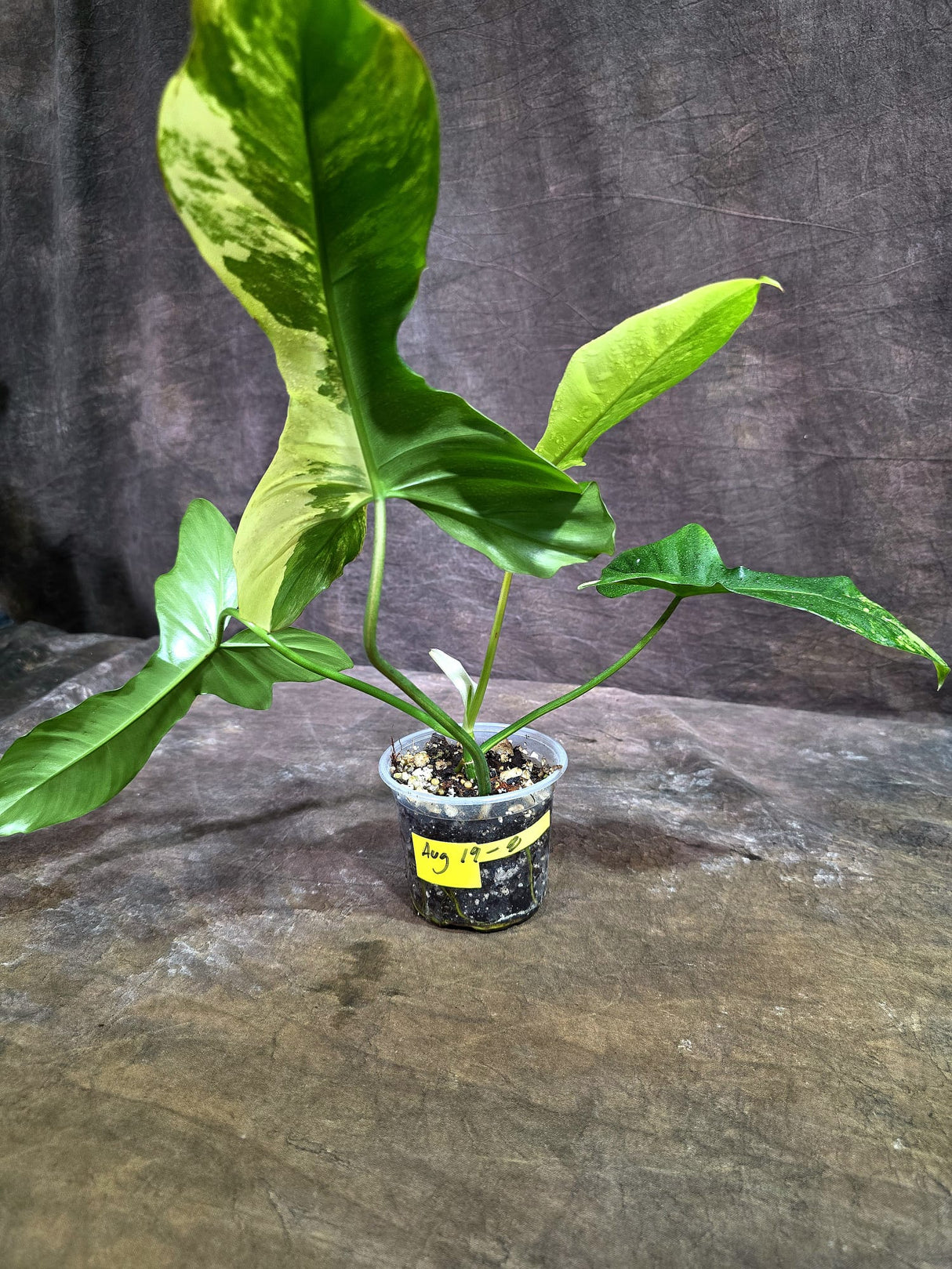 Variegated Philodendron Florida Beauty x Paraiso Verde - (Aug-19-8)