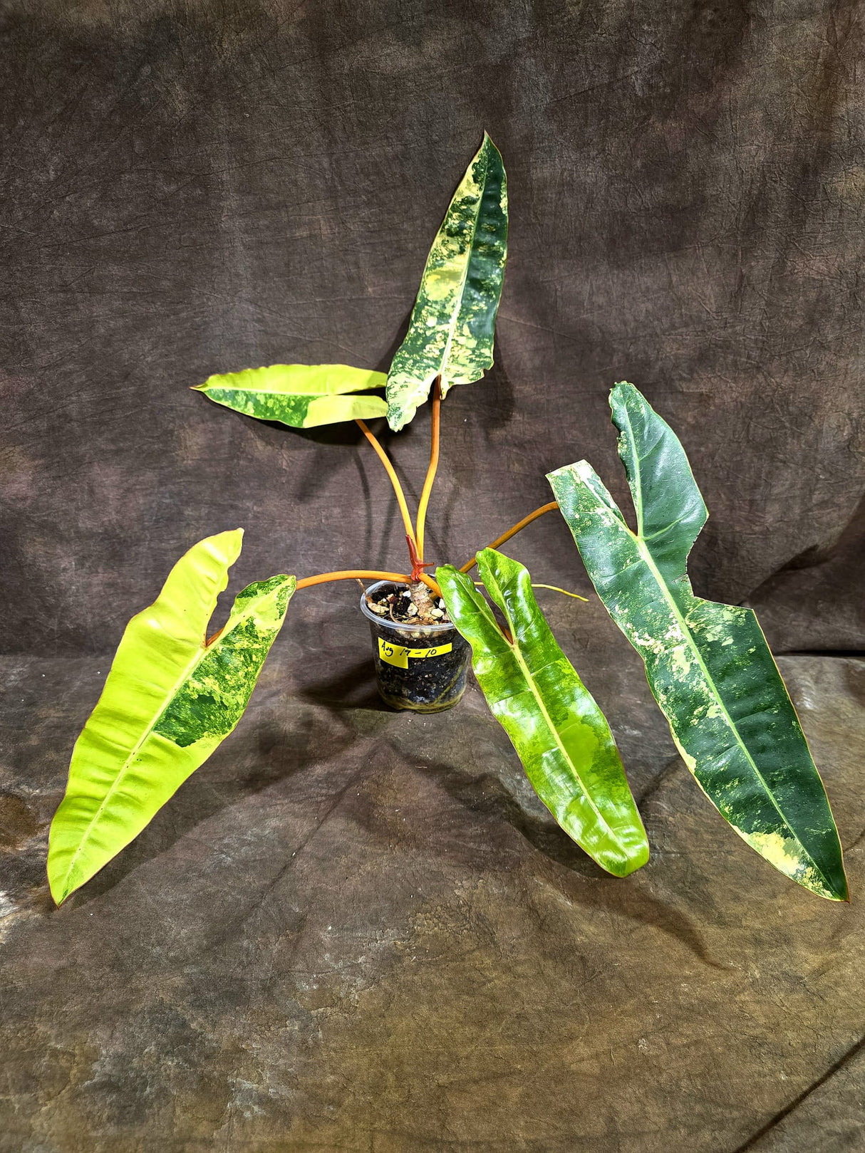 Variegated Philodendron Billietiae Live Plant - Large Leaf Philodendron - (Aug-19-10)