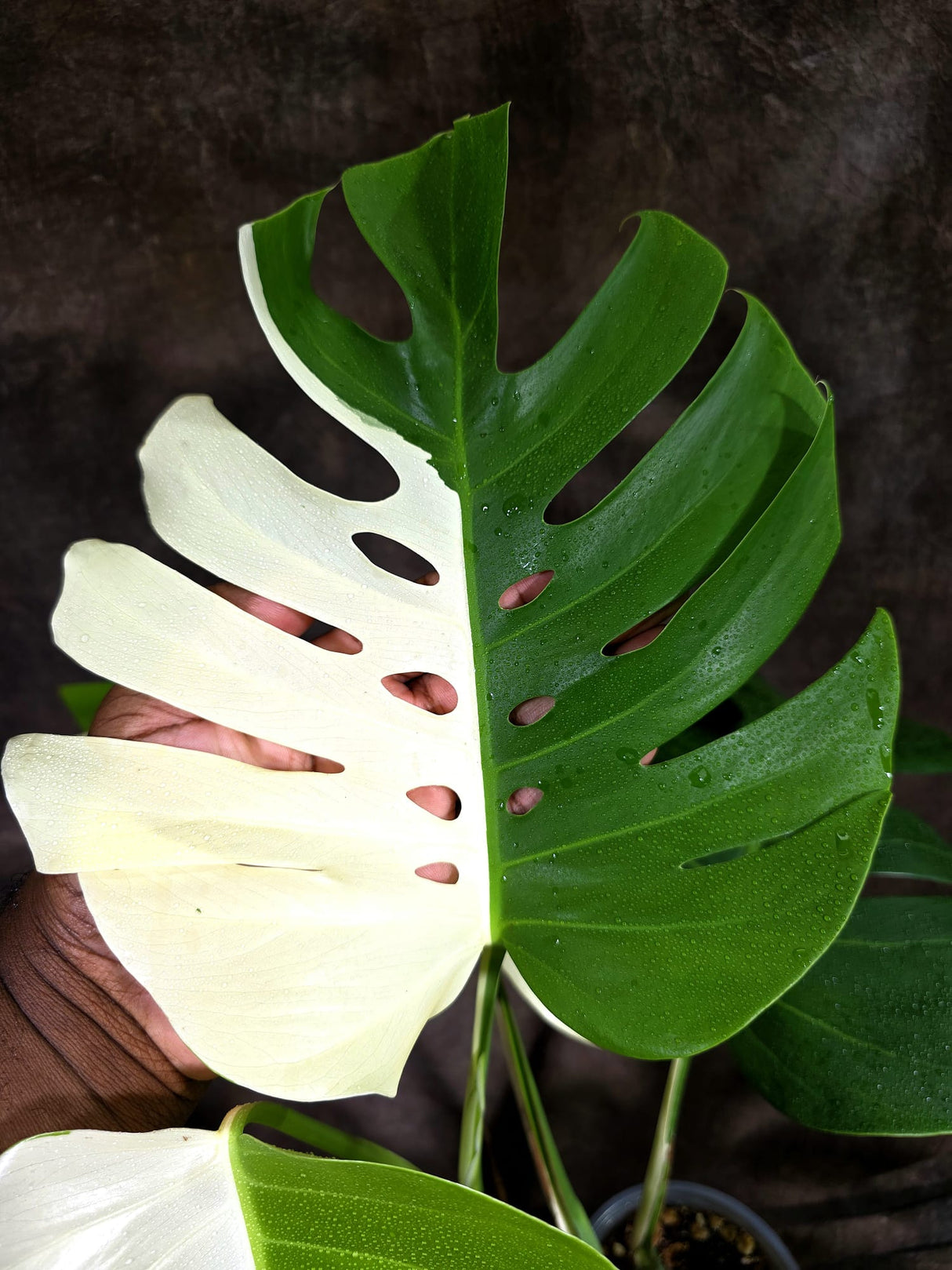 Variegated Monstera Albo - Half-Moon Leaf (Aug-19-13)