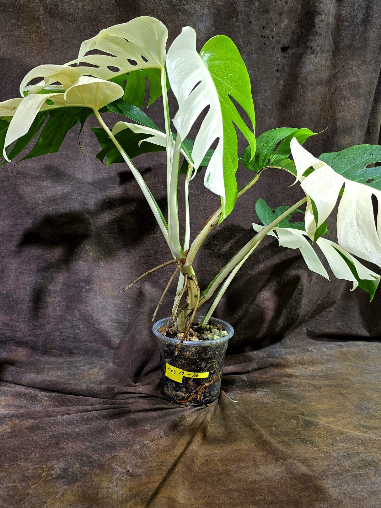 Variegated Monstera Albo - Half-Moon Leaf (Aug-19-13)