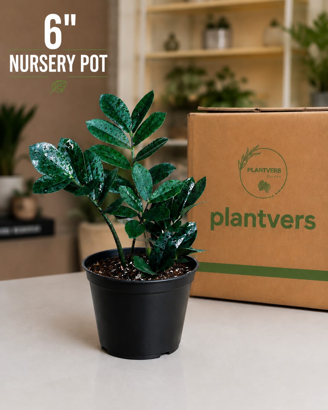Raven ZZ plant | Indoor Live Zamioculcas Zamiifolia Raven Plant | Rare Indoor Plant | Zansibar gem | Black ZZ Plant