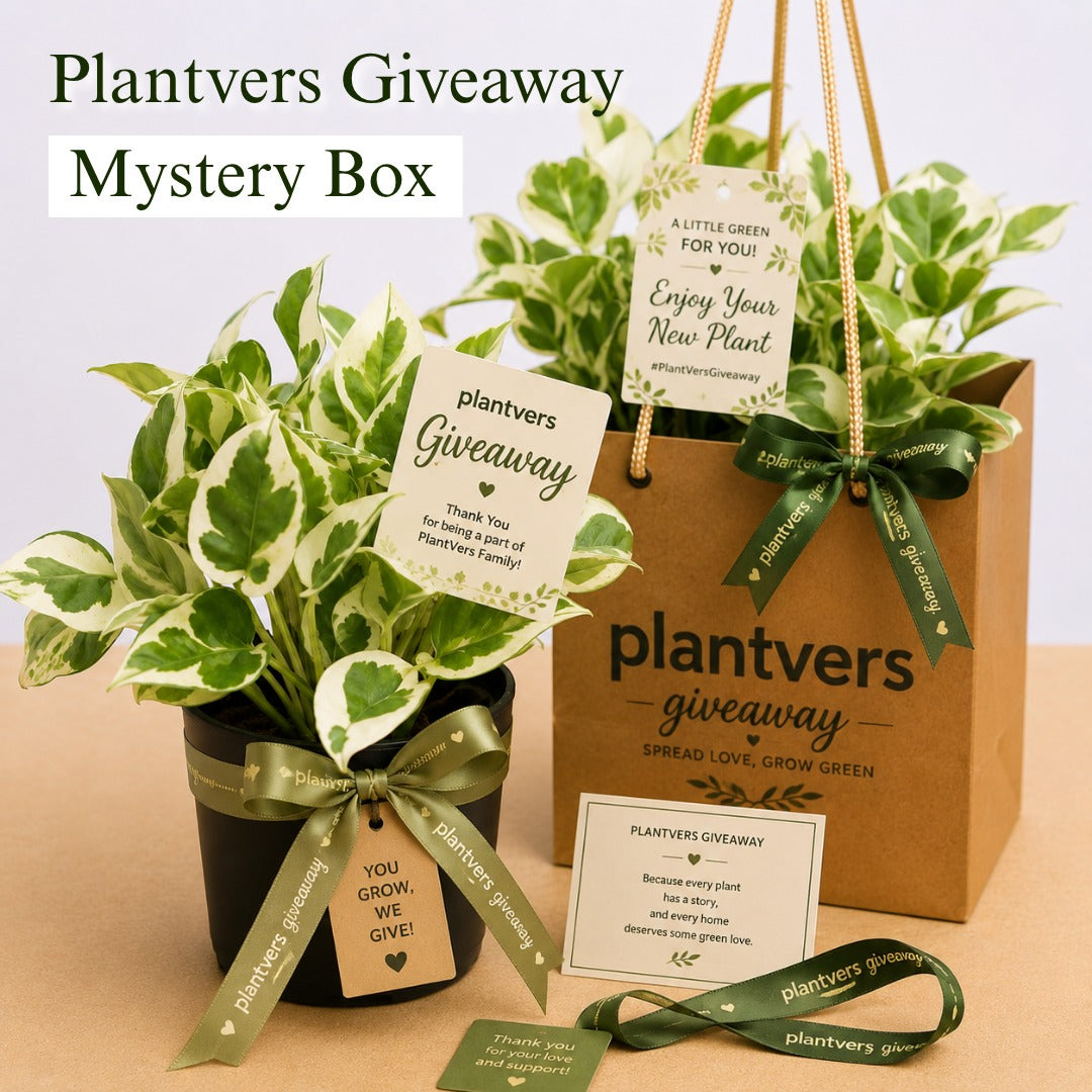 Live Indoor Houseplant - Grower’s Choice