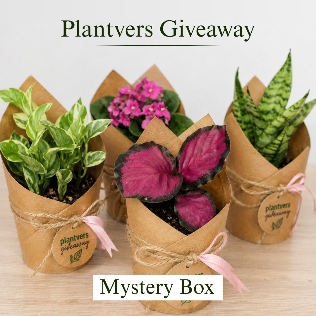 Live Indoor Houseplant - Grower’s Choice
