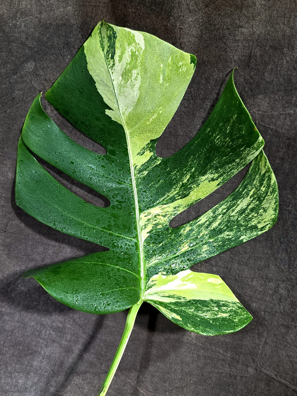 Monstera Borsigiana Aurea Variegated (Aug-25-36)