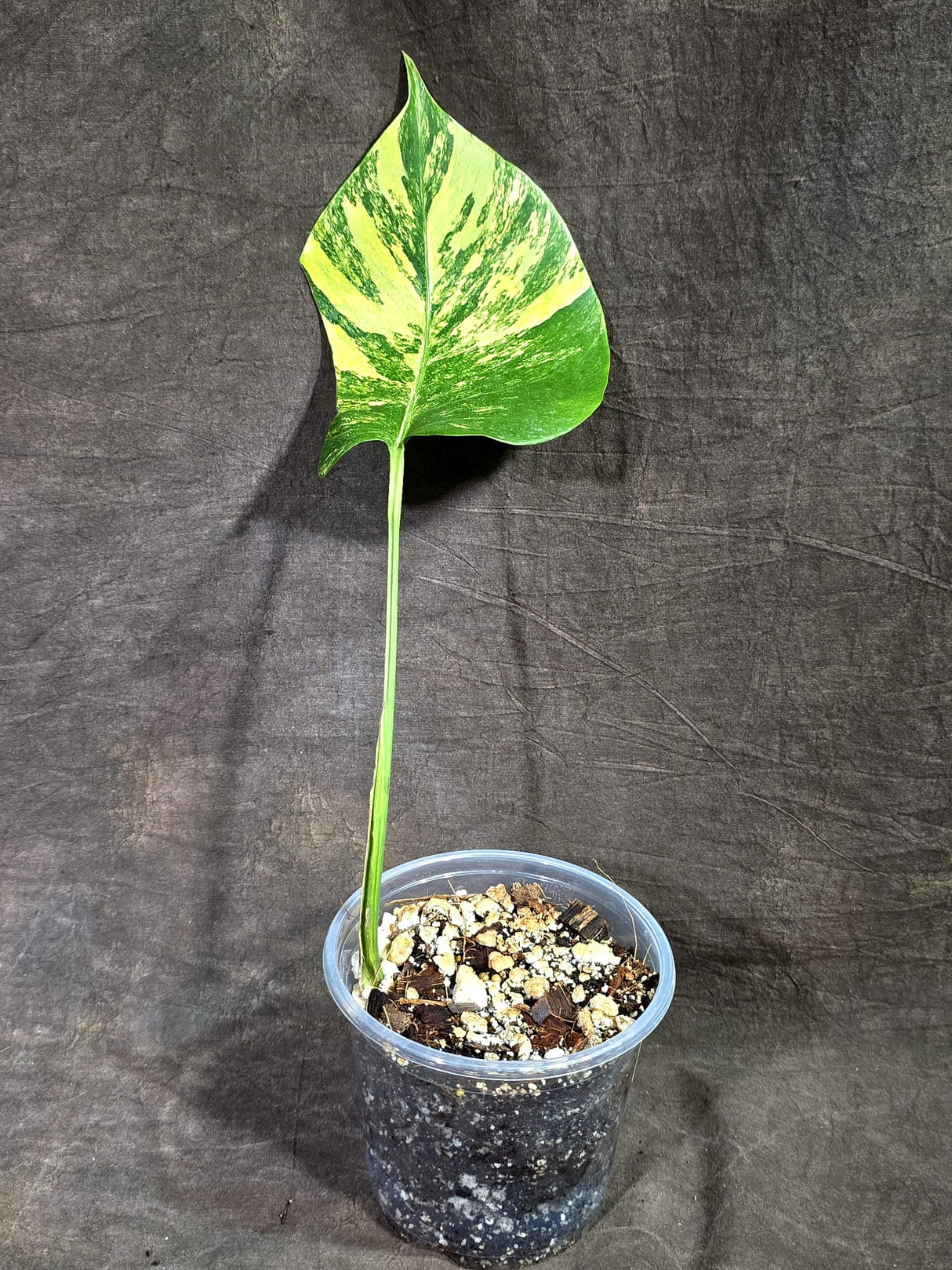Monstera Borsigiana Aurea Variegated (Aug-25-37)