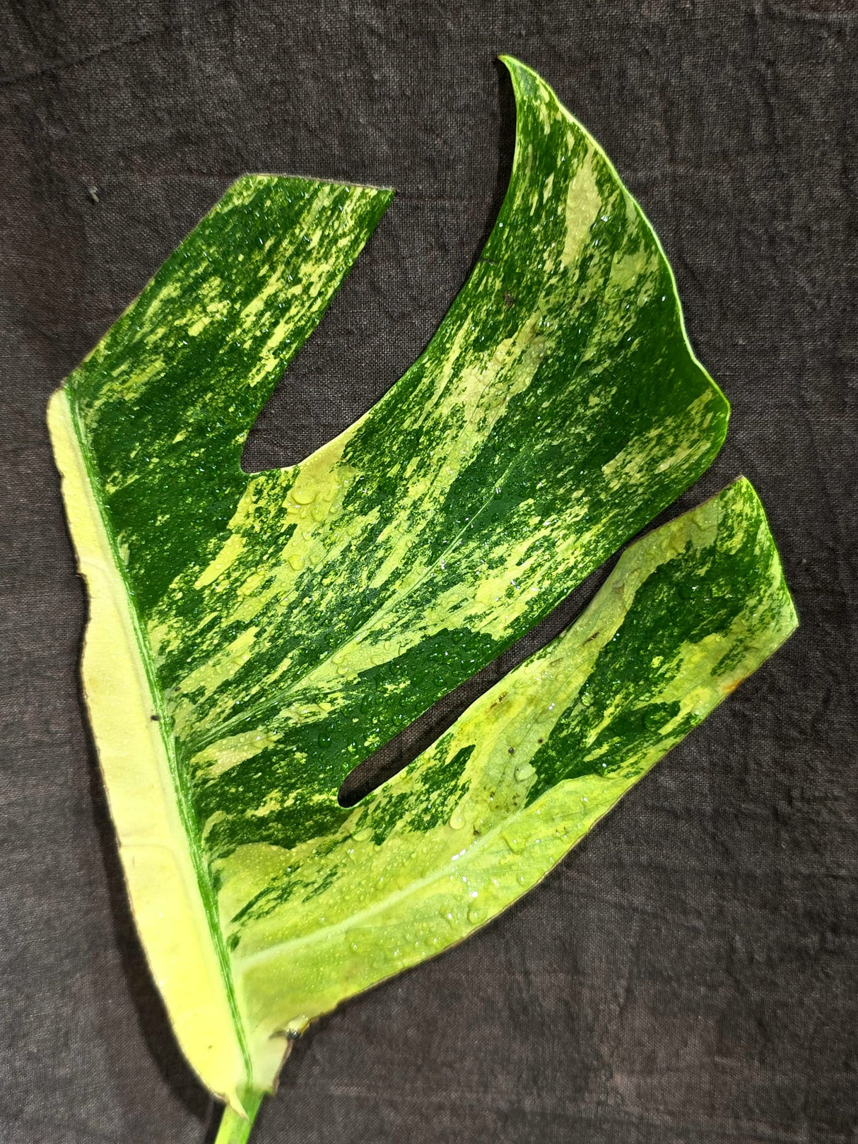 Monstera Borsigiana Aurea Variegated (Aug-25-42)