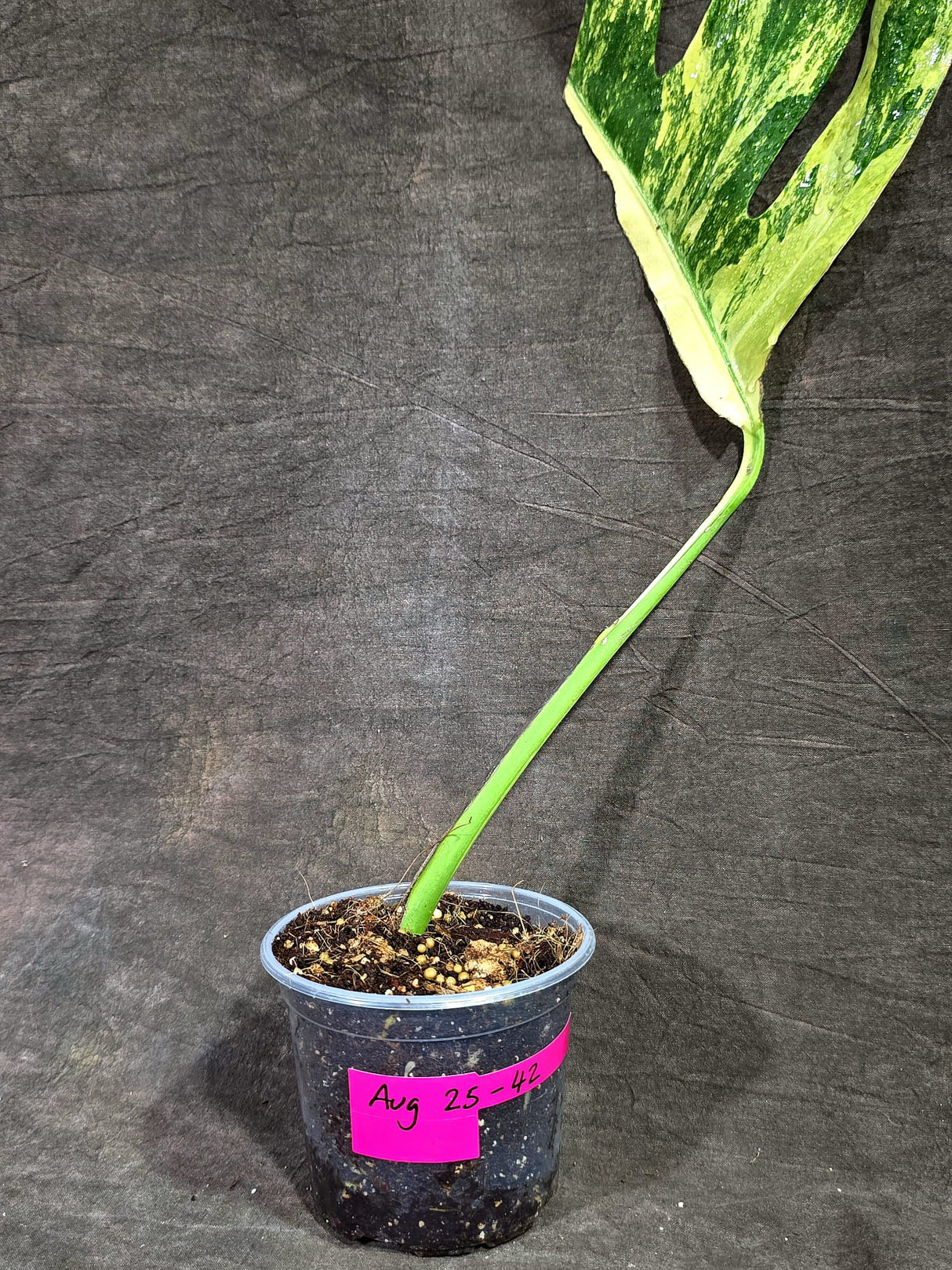 Monstera Borsigiana Aurea Variegated (Aug-25-42)