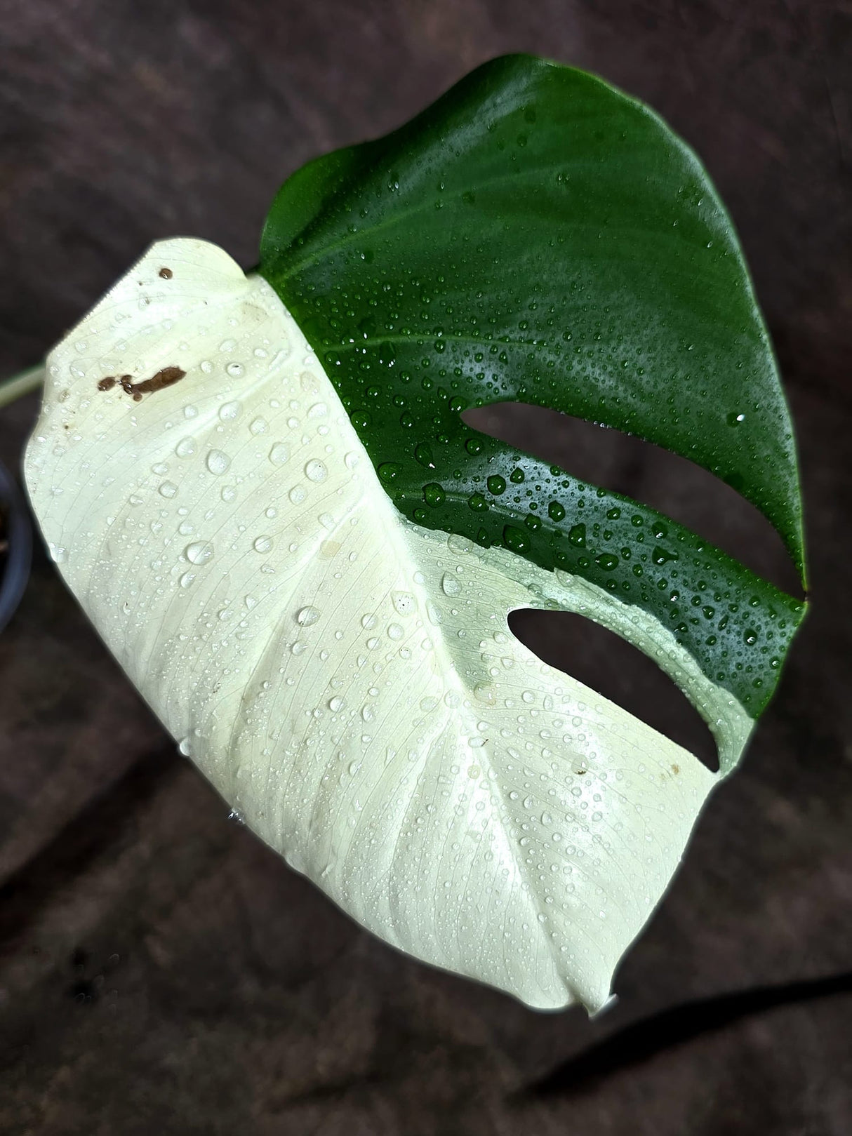 Variegated Monstera Albo - Half-Moon Leaf (Aug-25-41)