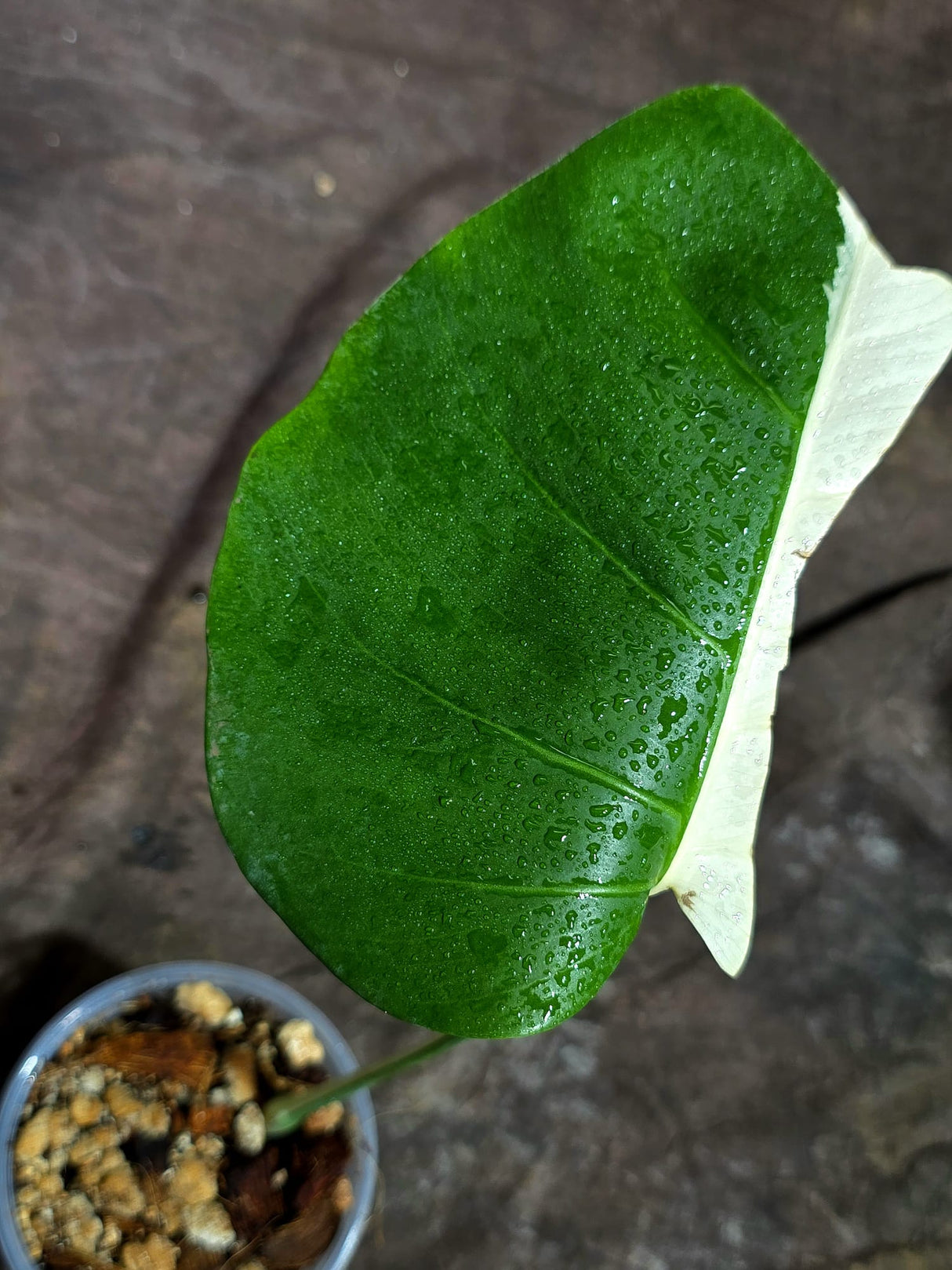 Variegated Monstera Albo - Half Moon Leaf (Aug-25-43)