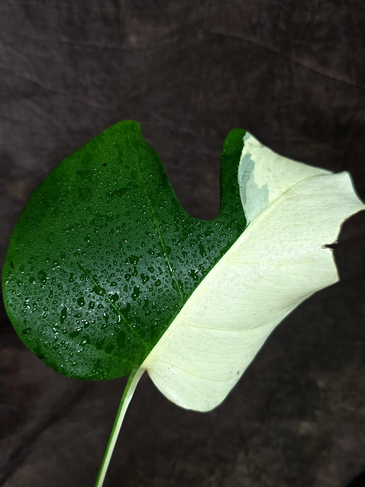Variegated Monstera Albo - Half Moon Leaf (Aug-25-45)