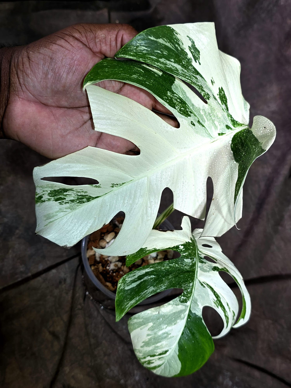 Variegated Monstera Albo - White Albo Borsigiana (Aug-25-48)