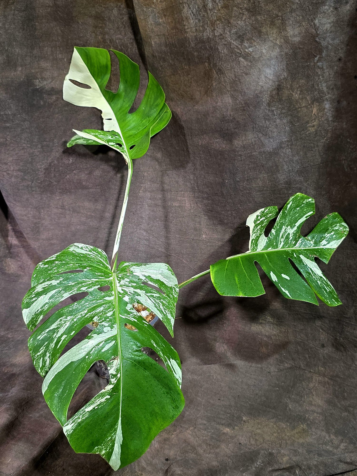 Variegated Monstera Albo - White Albo Borsigiana (Aug-25-49)