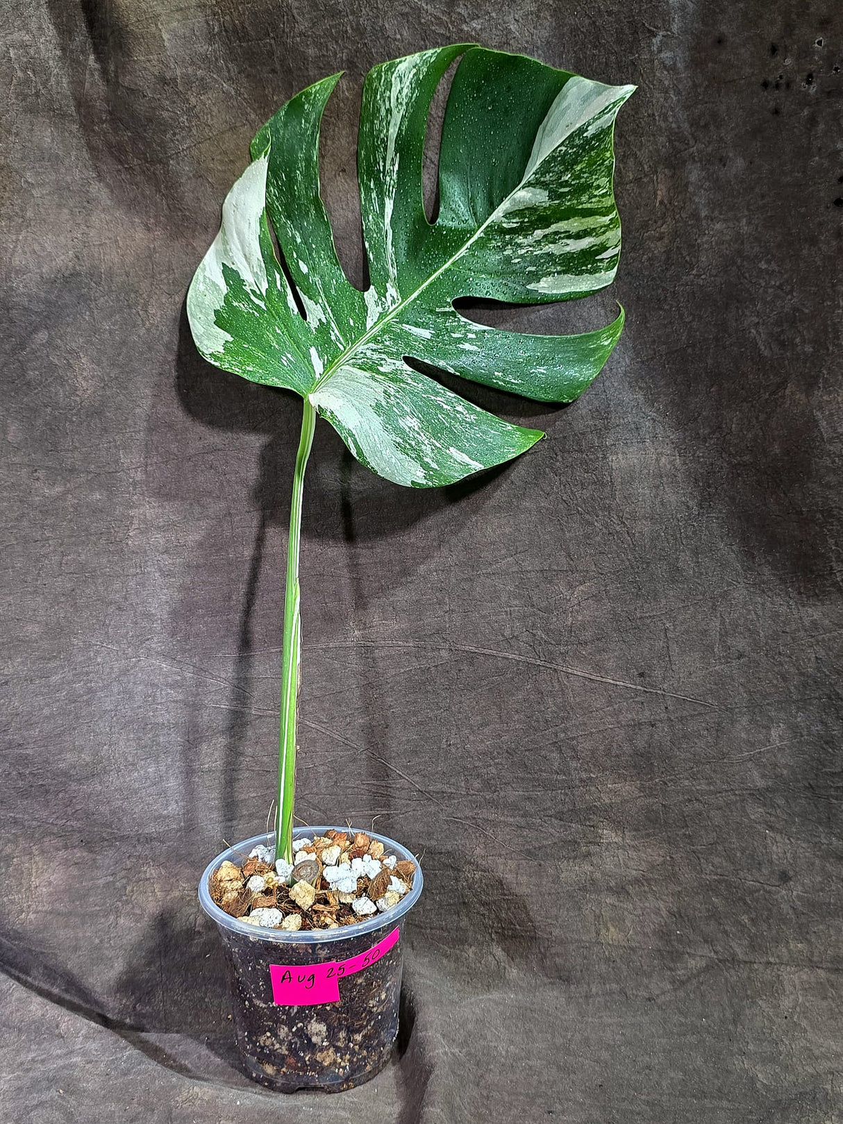 Variegated Monstera Albo - White Albo Borsigiana (Aug-25-50)